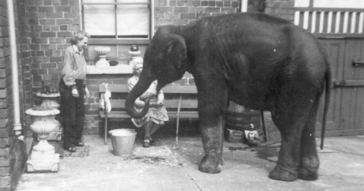 Children's book reveals the 'secret elephant' of wartime Belfast - Vimarsana News