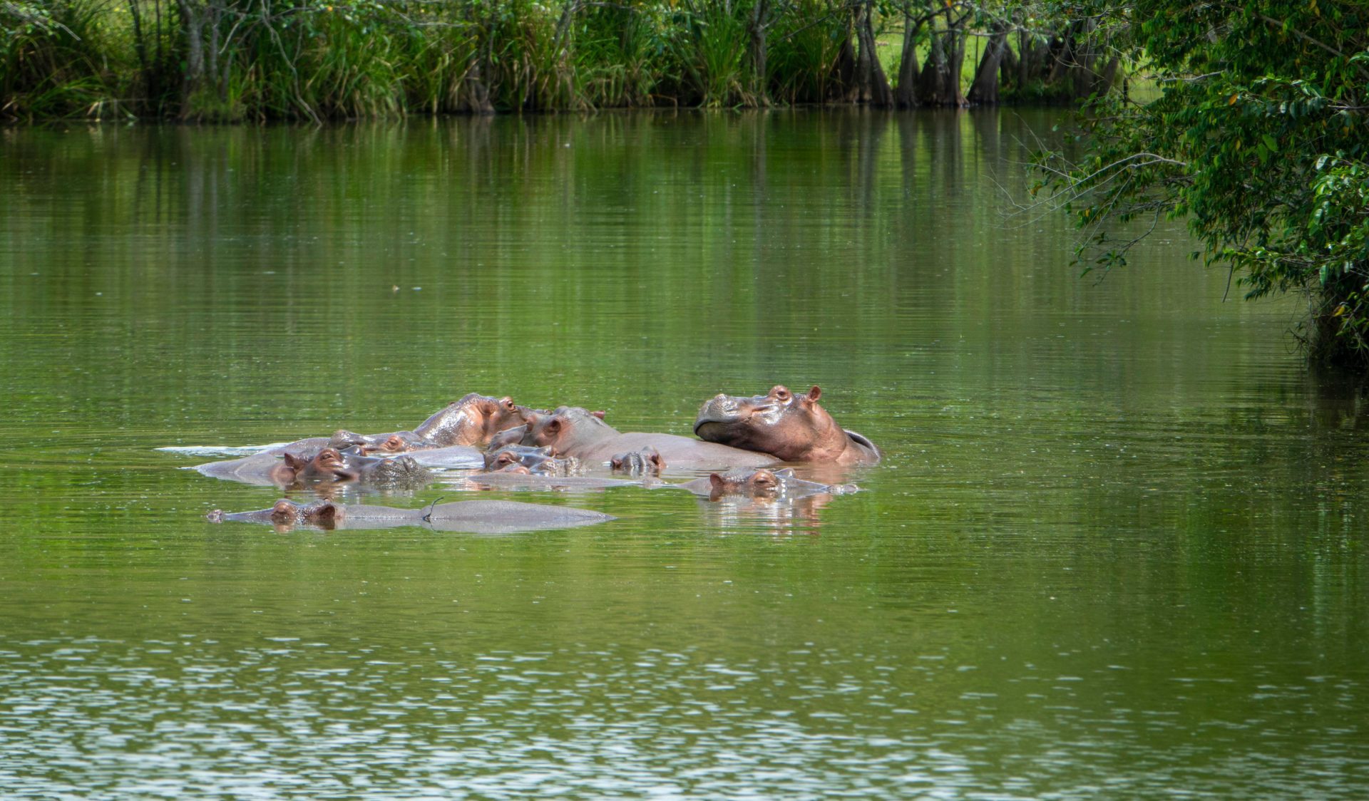 Herd of Hippopotamuses in Colombia, these animals were introduced in the '70s by Pablo Escobar