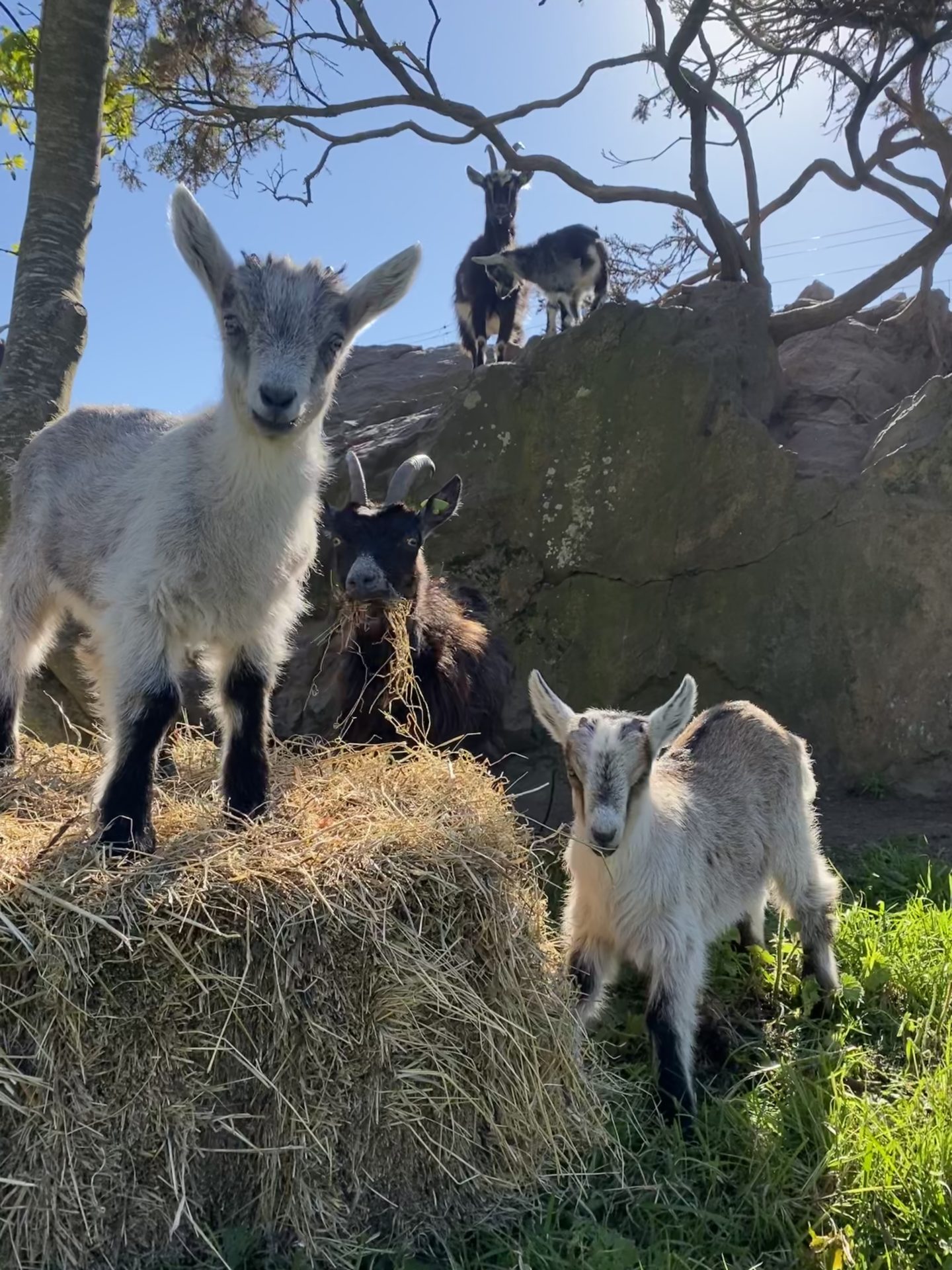 Naming Competition Launched For Baby Goat In Howth SPINSouthWest