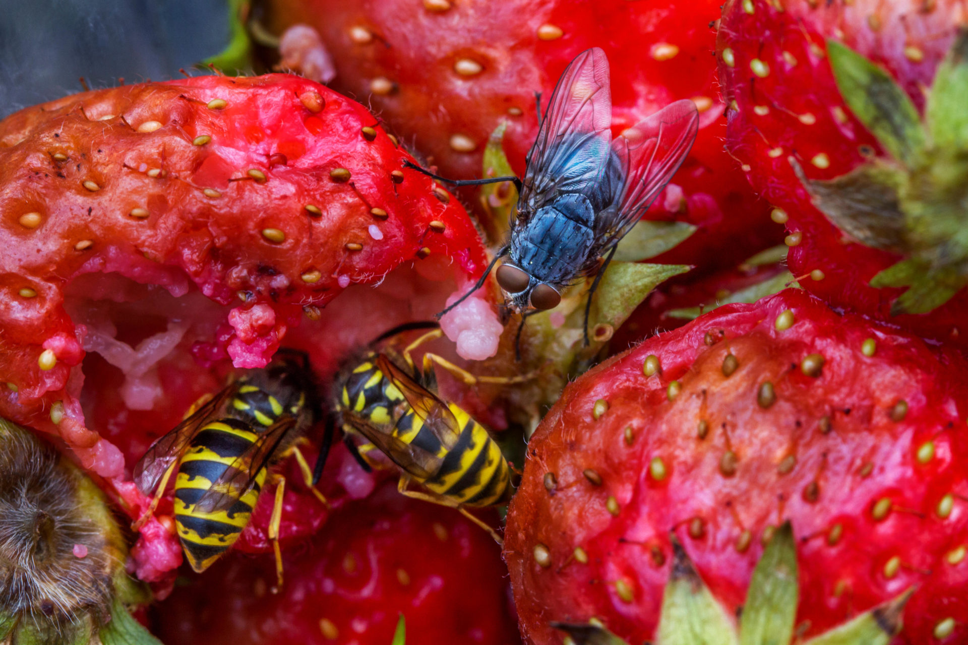 Wasps and flies eating rotten strawberries in garden
