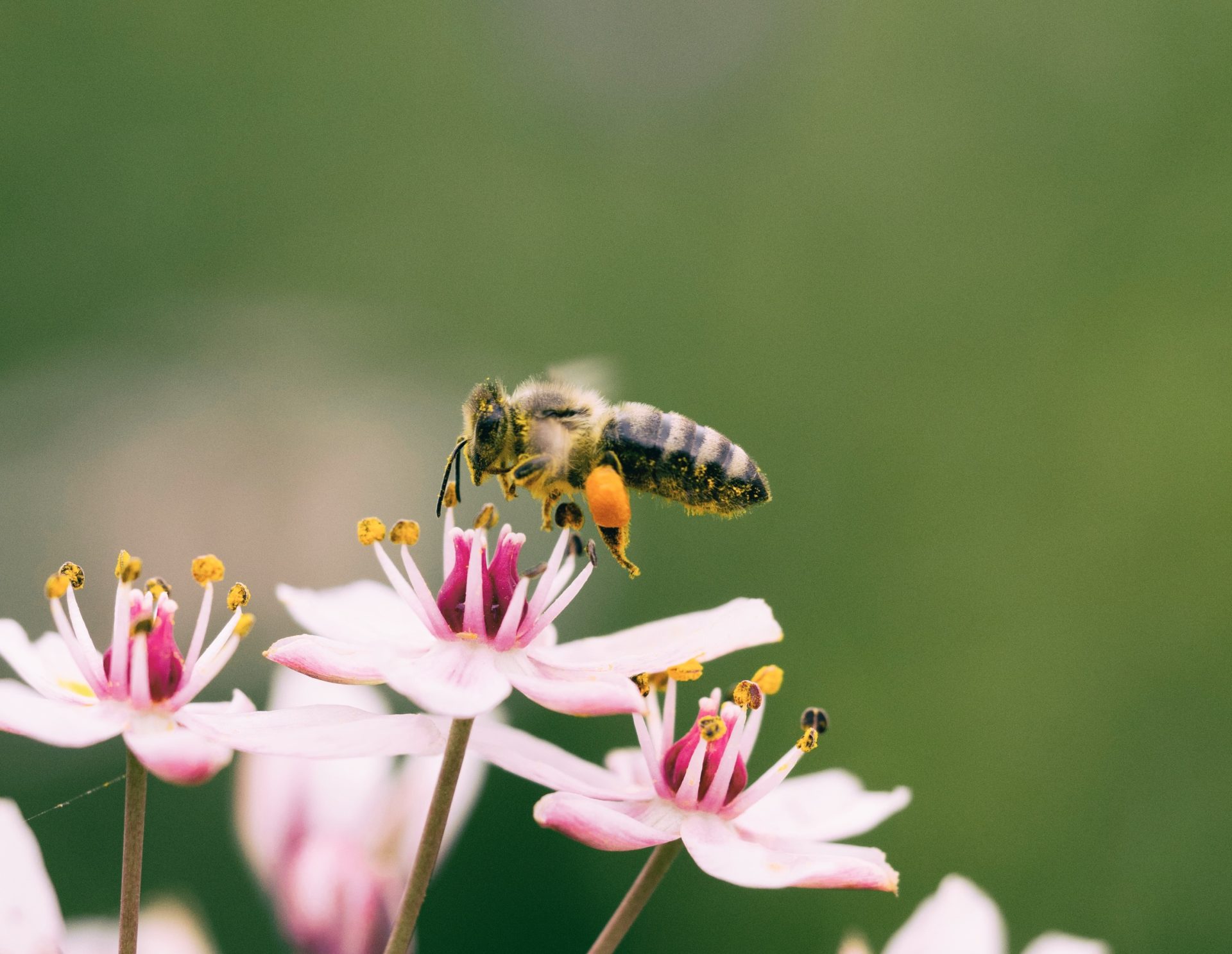Farmers have "huge role" to play protecting bee population - Vimarsana News