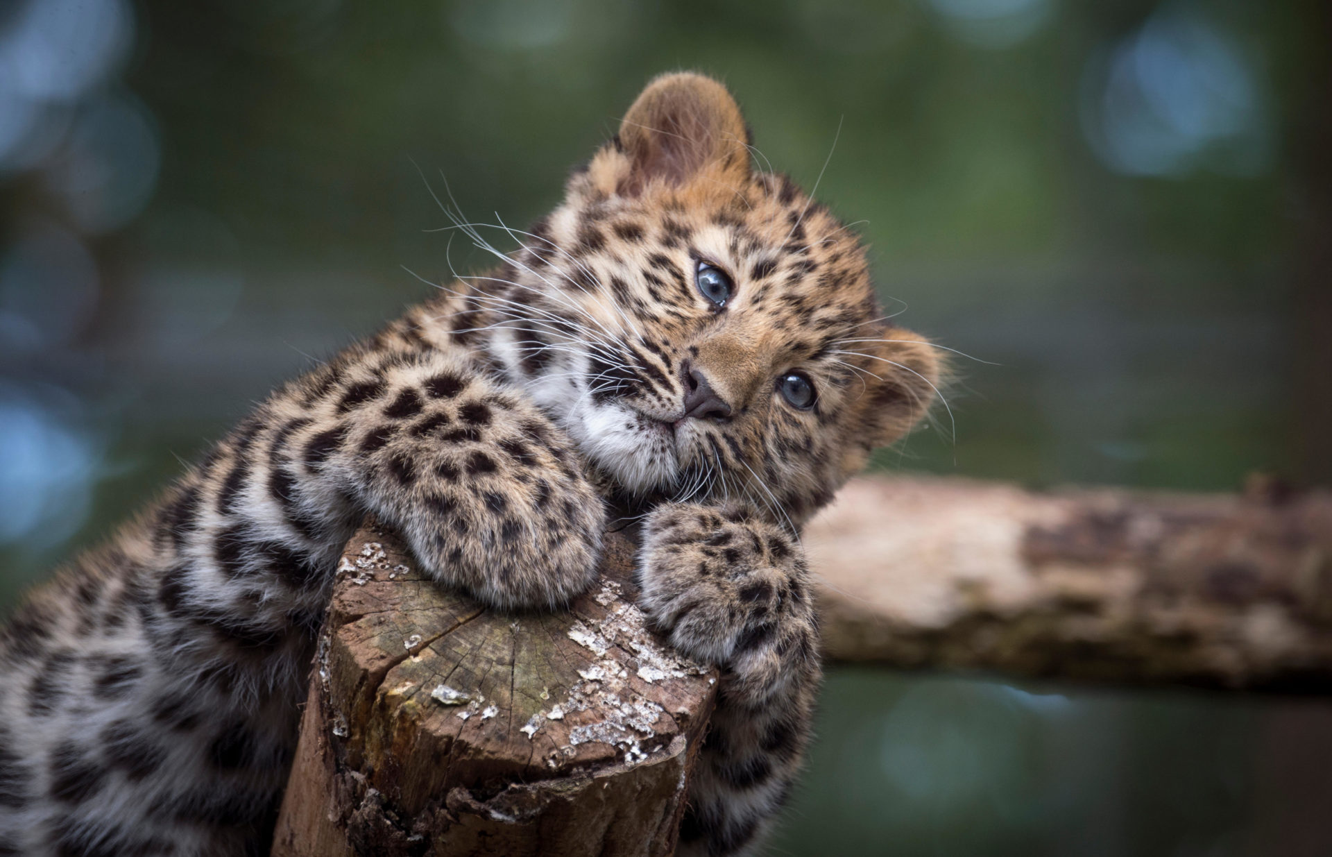 Female Amur leopard cub, one of the rarest big cats in the world, with only around 100 individuals left in the wild