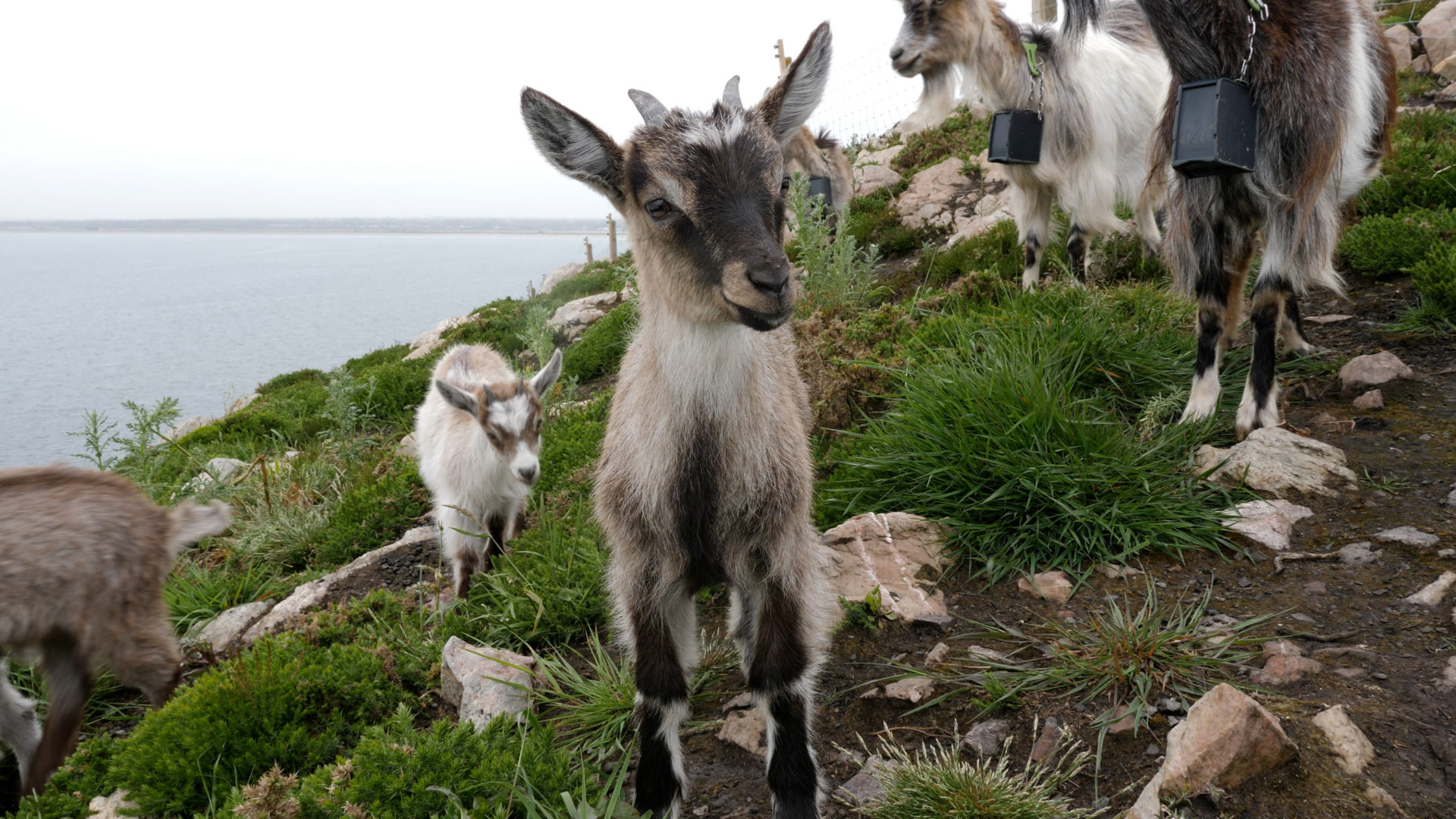 public-vote-to-choose-howth-baby-goat-s-name-spinsouthwest