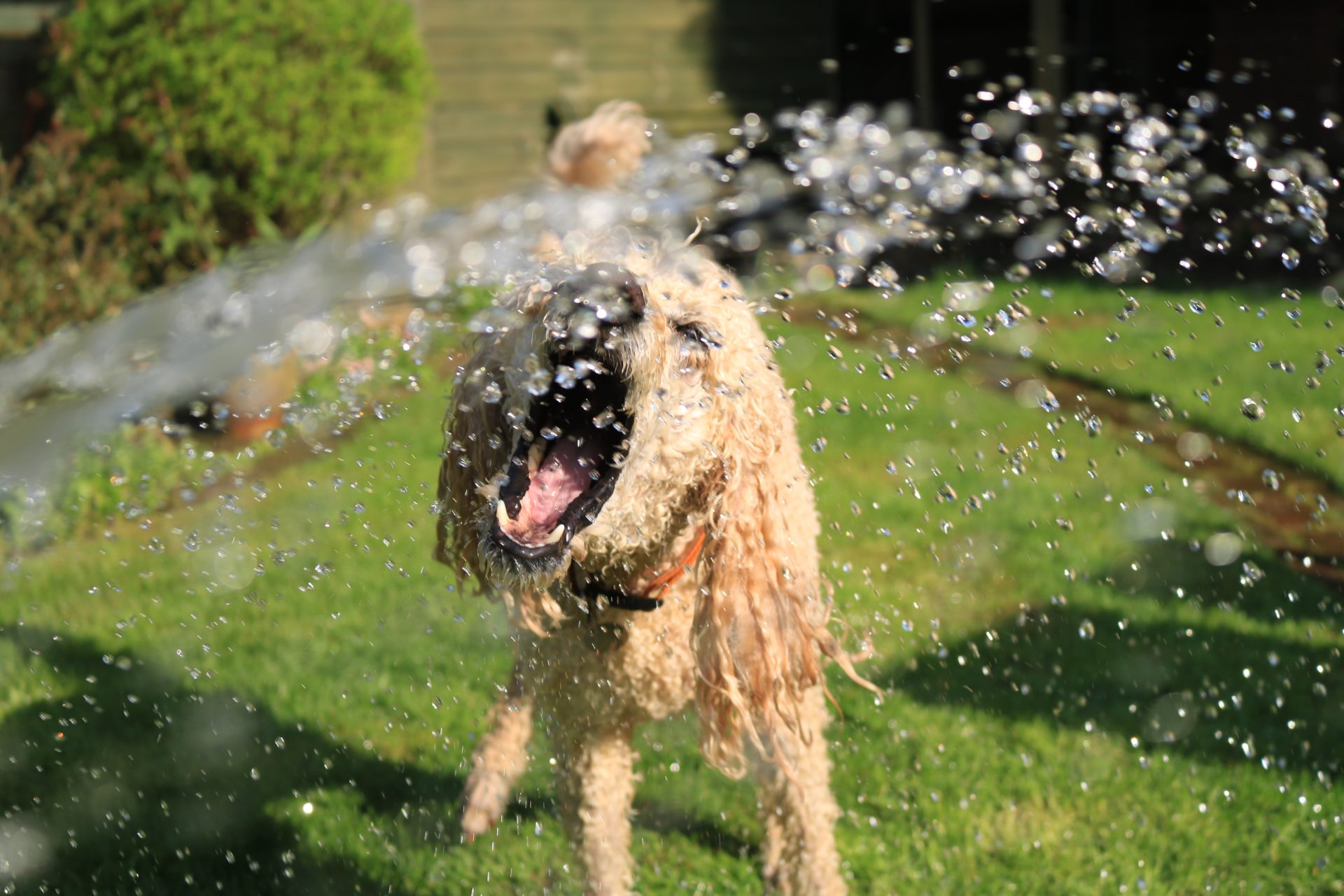 Dog owners warned to be careful in heat - Vimarsana News