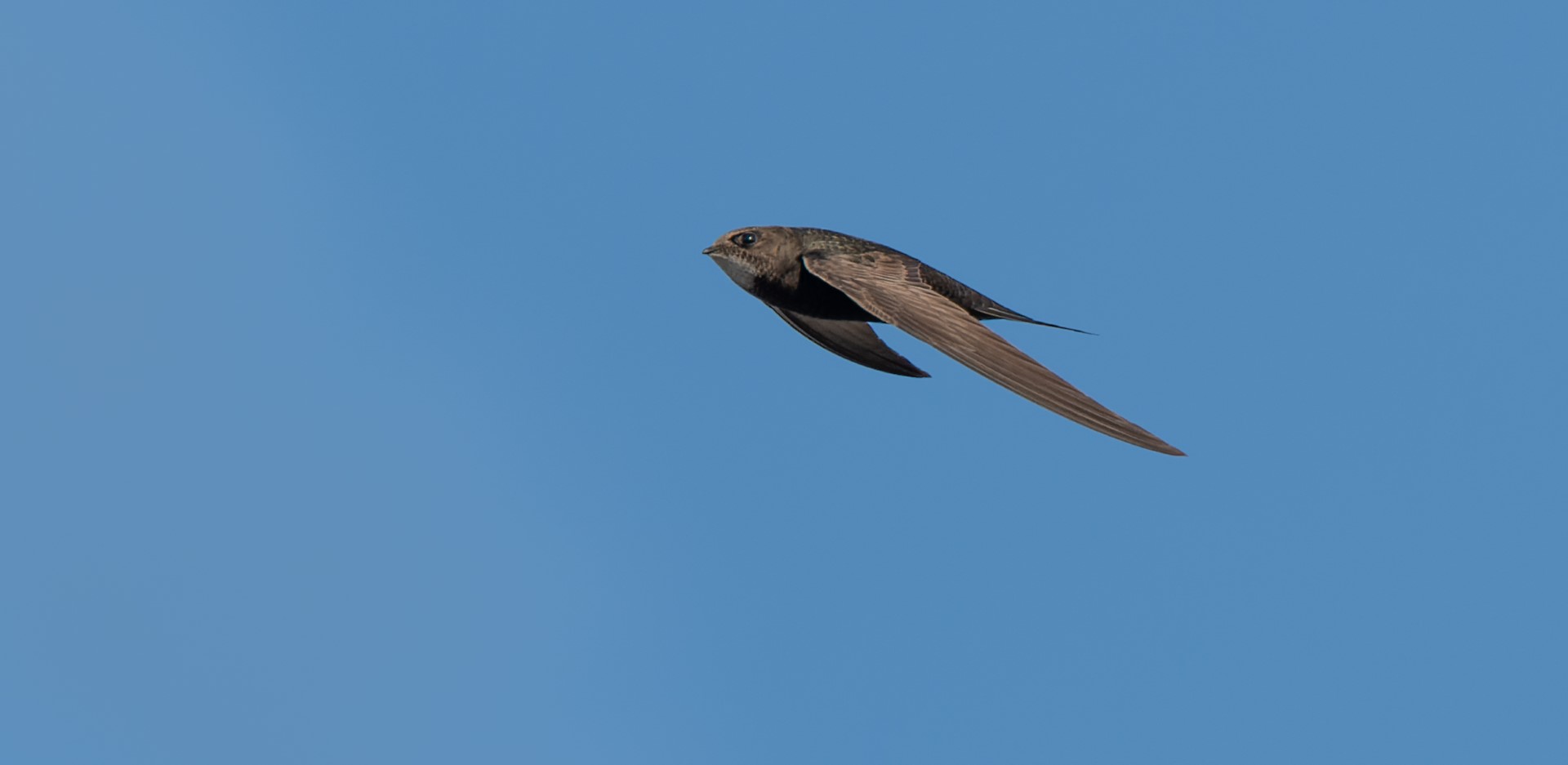 A swift. Picture by: Photos by Brenda Sheridan for Trinity College Dublin.