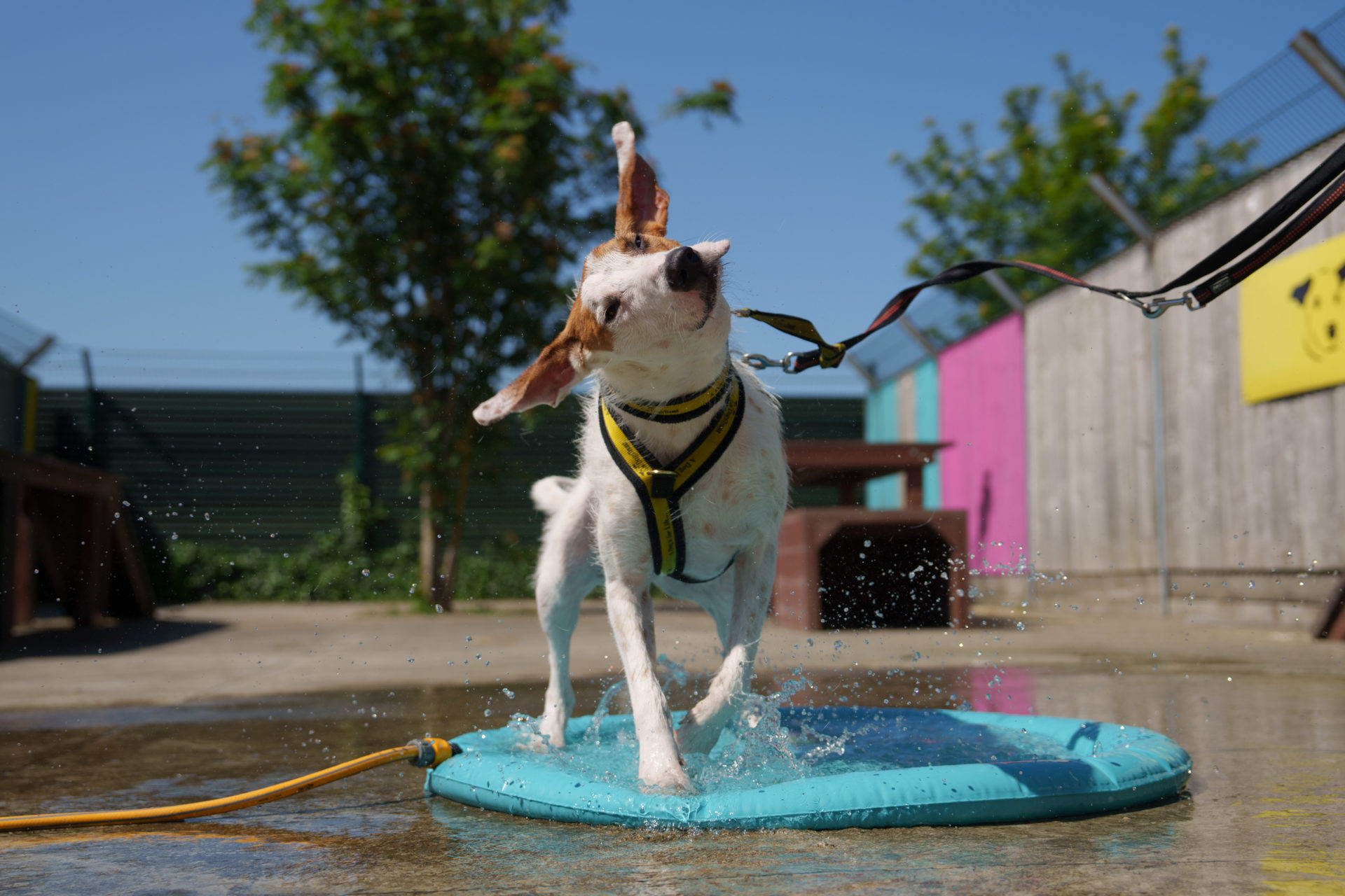 Lurcher Fiachra stays cool at the Dogs Trust in Finglas, Dublin