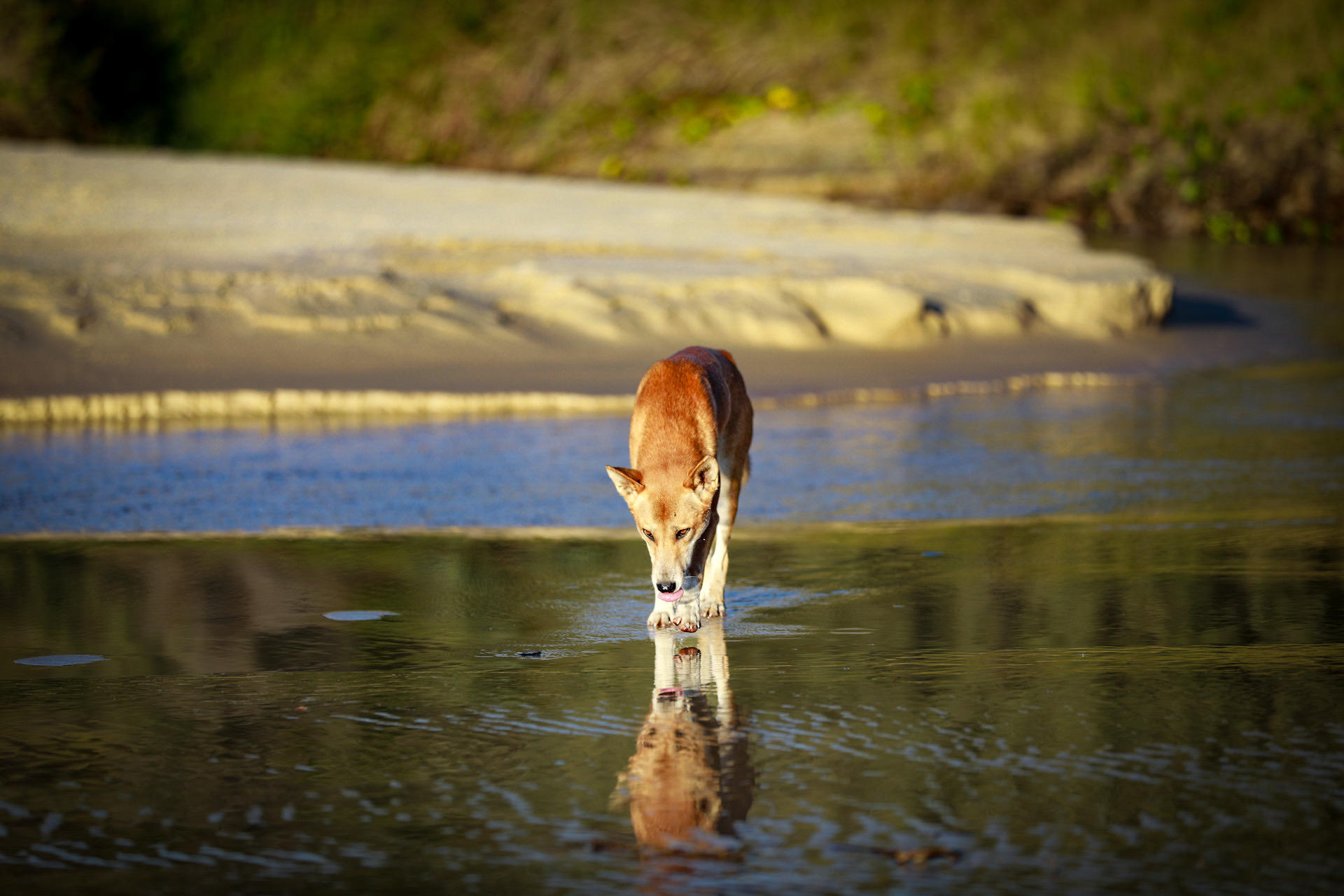 A Dingo (Wongari) drinking while crossing a freshwater creek on K’gari. 