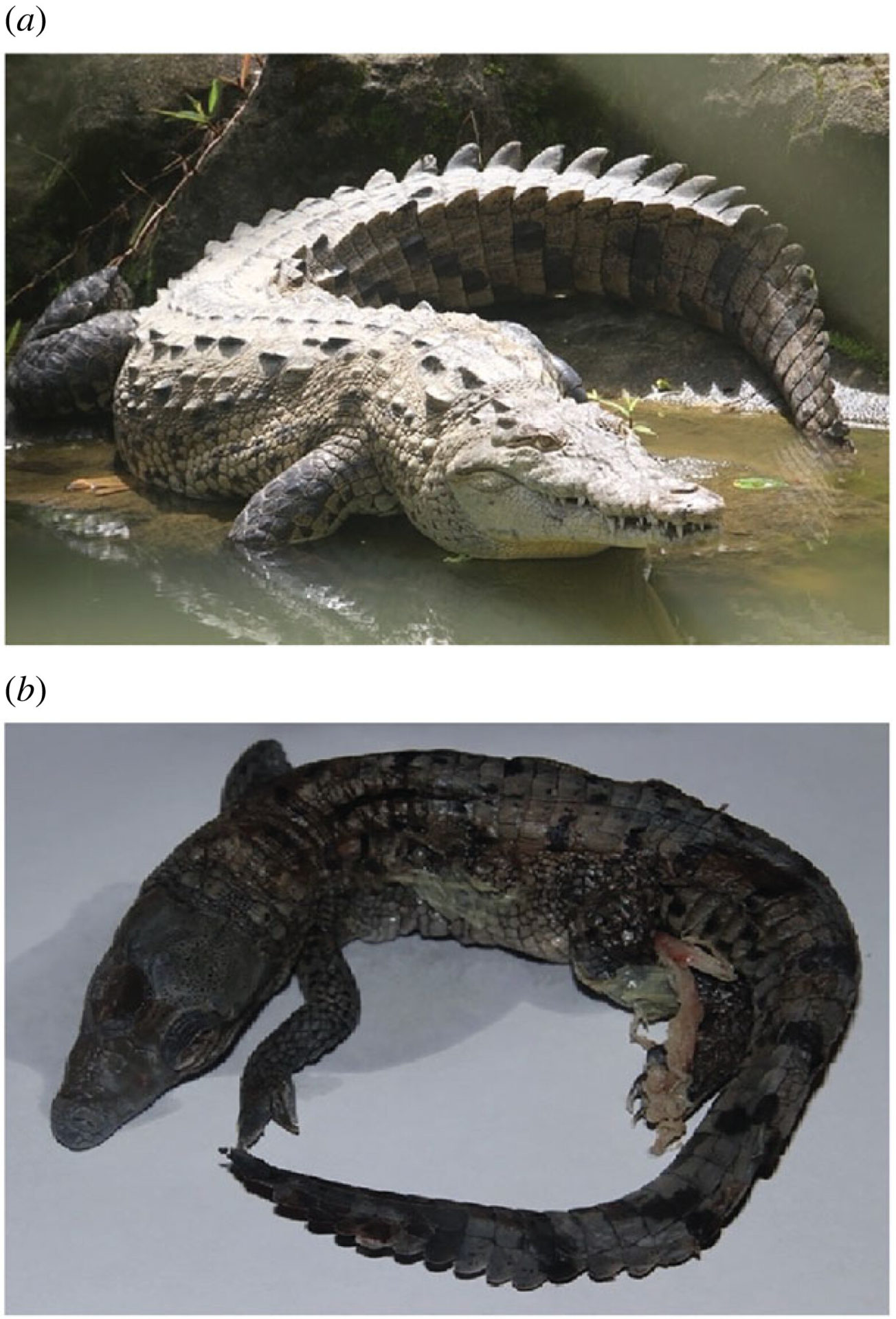 An adult American crocodile, Crocodylus acutus (top) and a stillborn fetus of the American crocodile. 