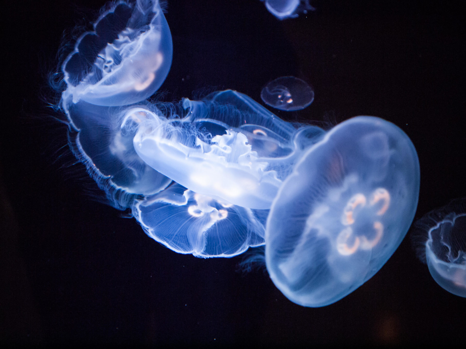Aurelia aurita (moon jellyfish, common jellyfish) in an aquarium at the Shaw Ocean Discovery Centre in Sidney, Canada.