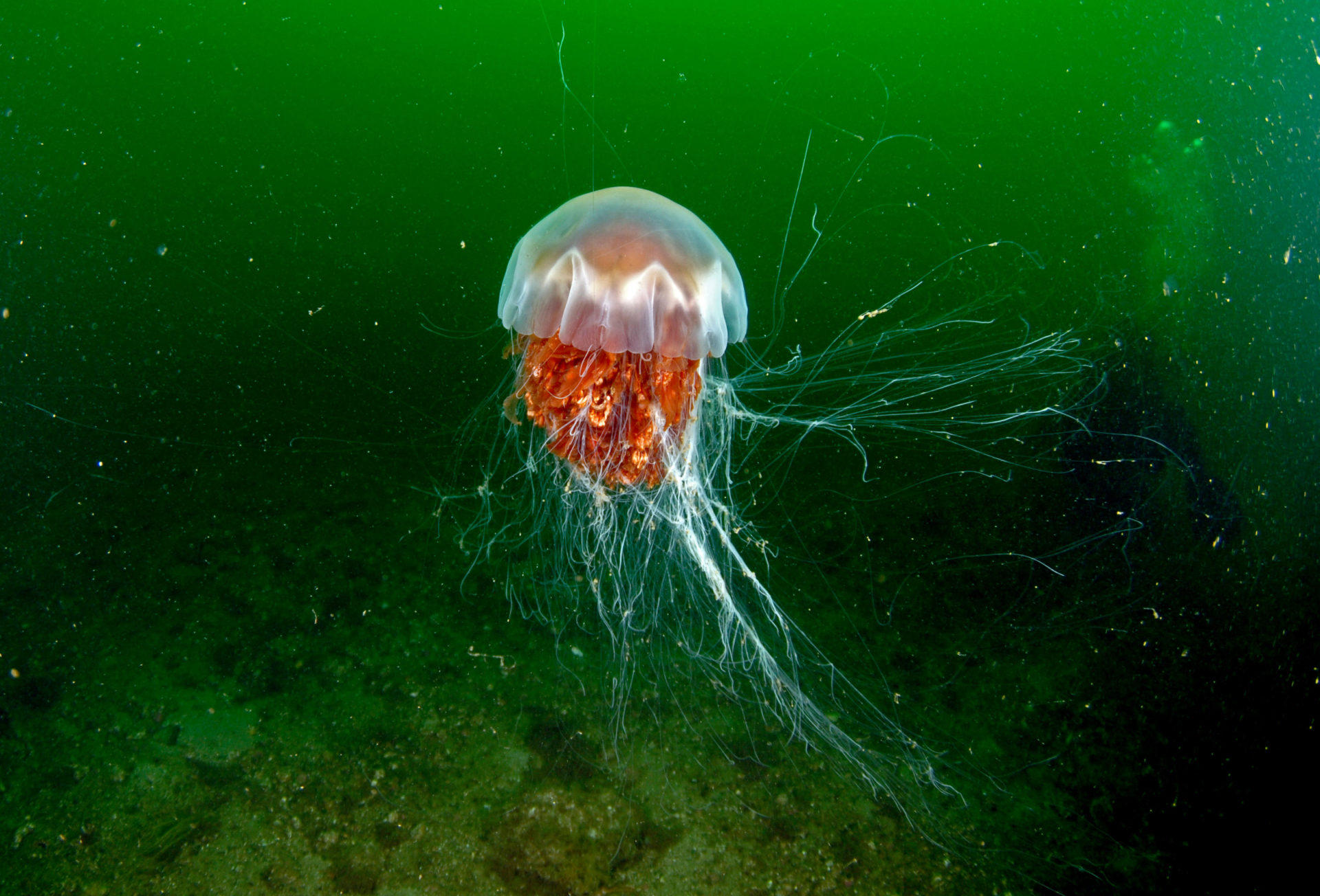 Science Foundation Ireland: ‘You shouldn’t pee on a jellyfish sting ...