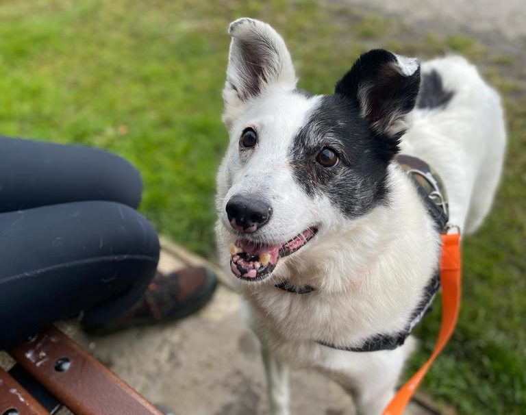 DSPCA Issues Appeal For Home For Dog Who's Spent 500 Days In Their Shelter