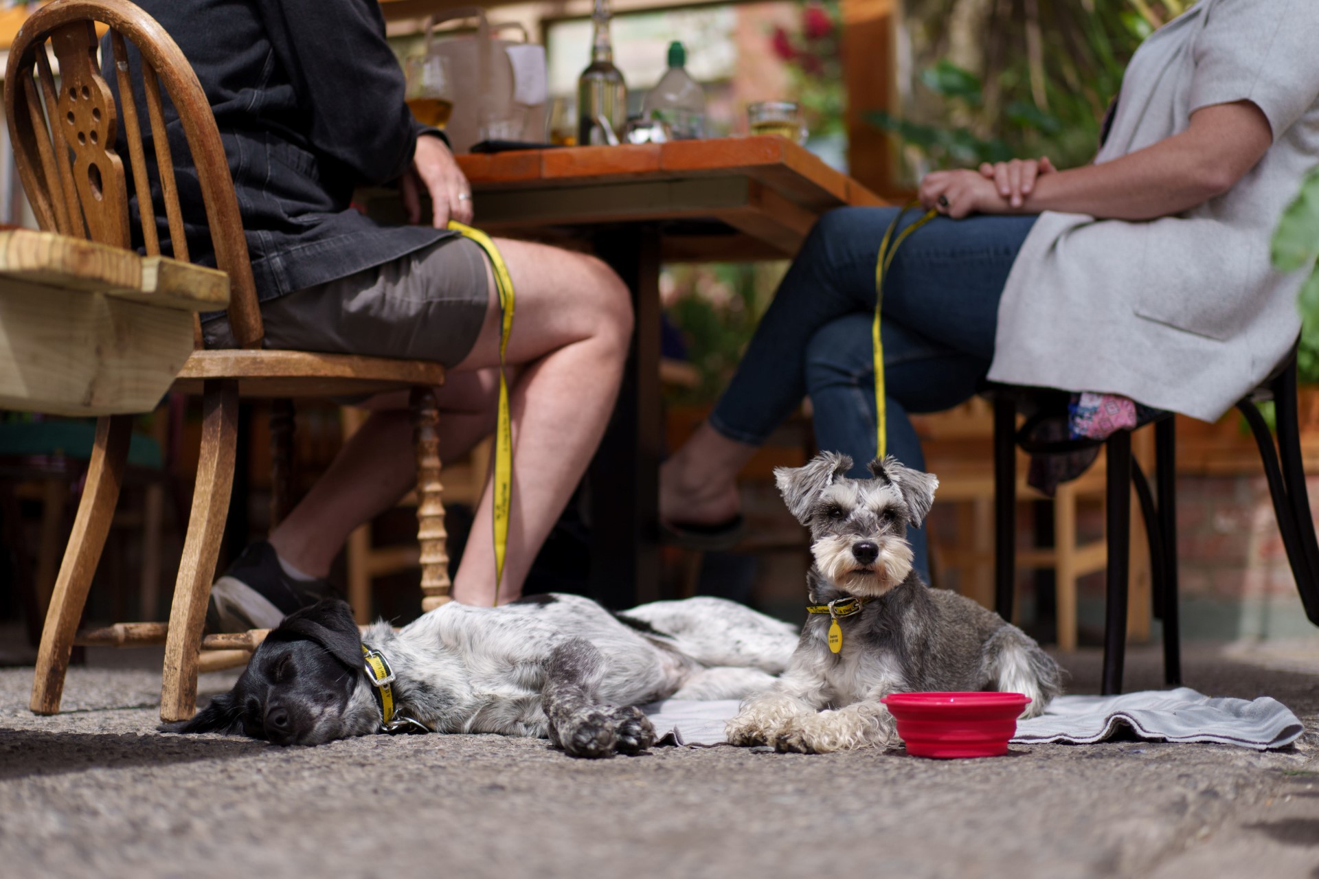 Dogs in a café. Picture by: Dogs Trust