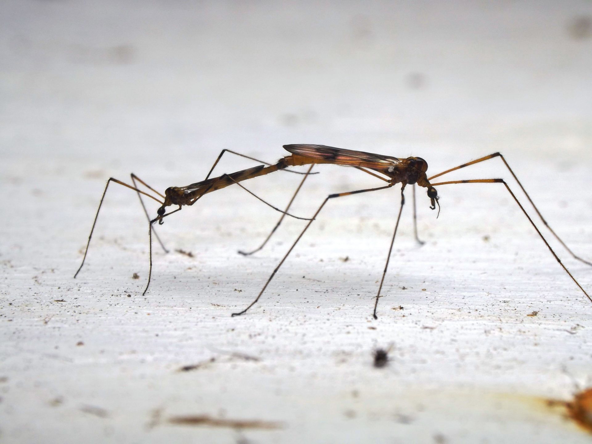 A Mosquito from the jungles of Belize, Central America.