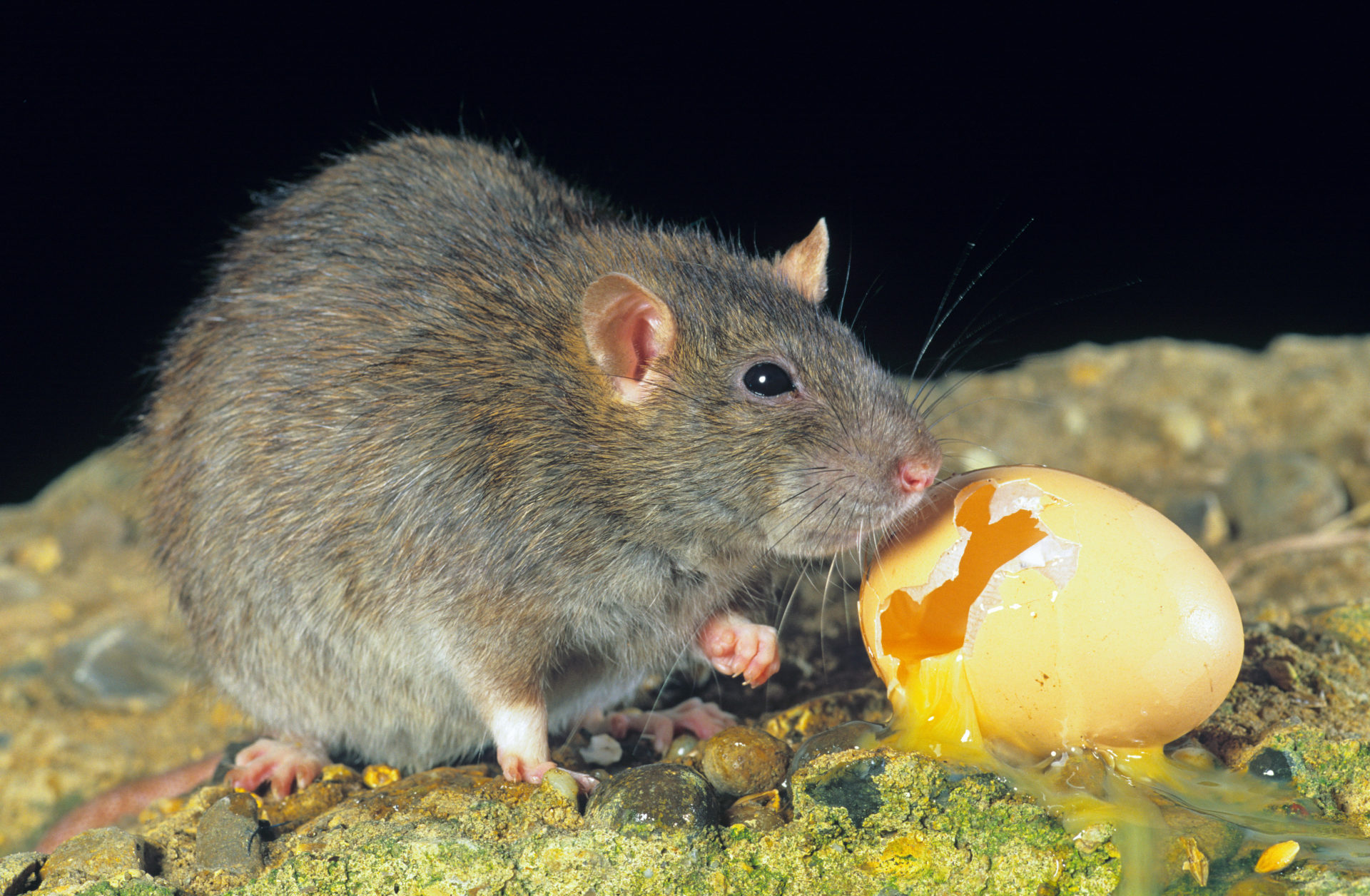 culling-all-rats-in-ireland-would-be-absolutely-great-for-seabirds