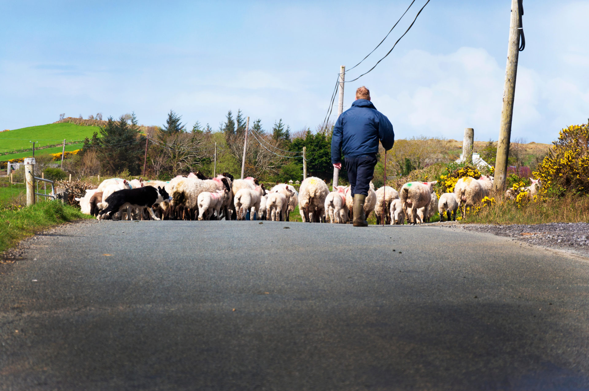 HN96KR Sheep farmer with flock on road in County Donegal, Ireland