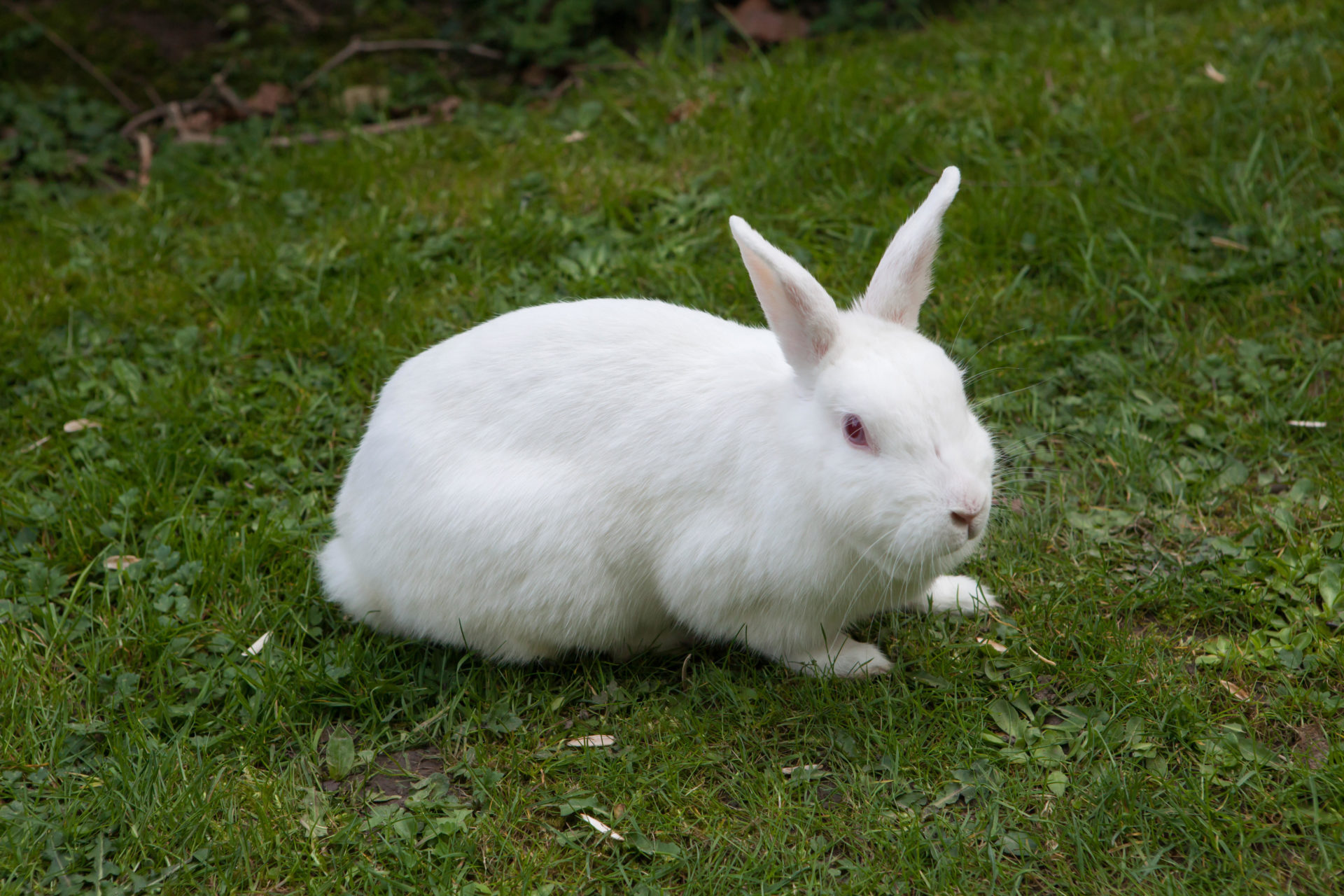 A white domestic rabbit is seen in April 2017