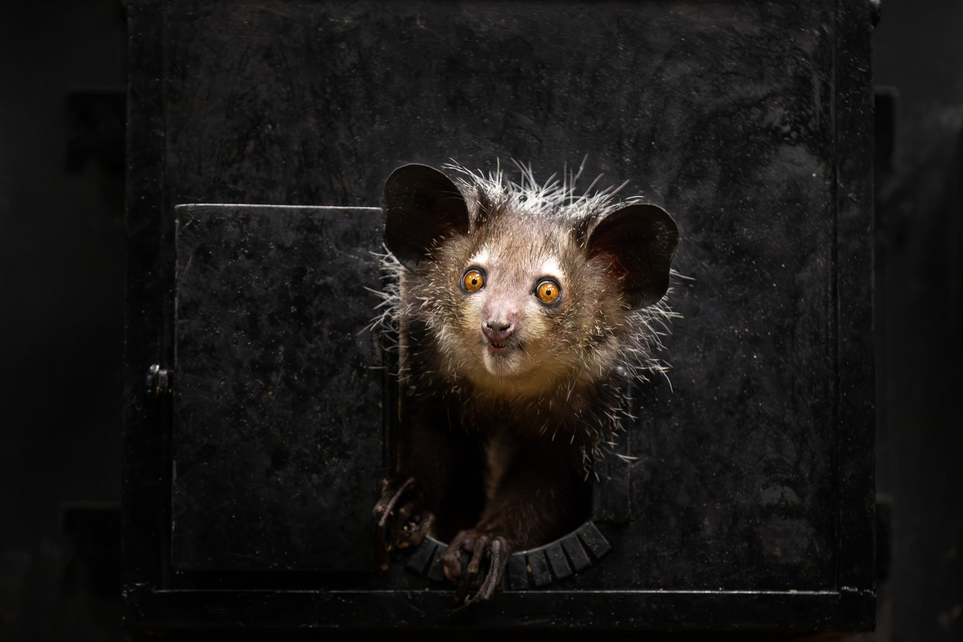 The Aye Aye lemur at Dublin Zoo’s new Nocturnal House