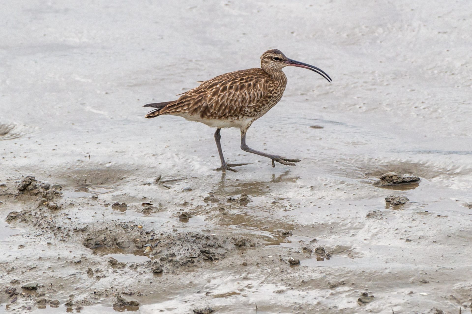 A curlew is seen in the Timoleague Estuary in Cork in April 2023. 