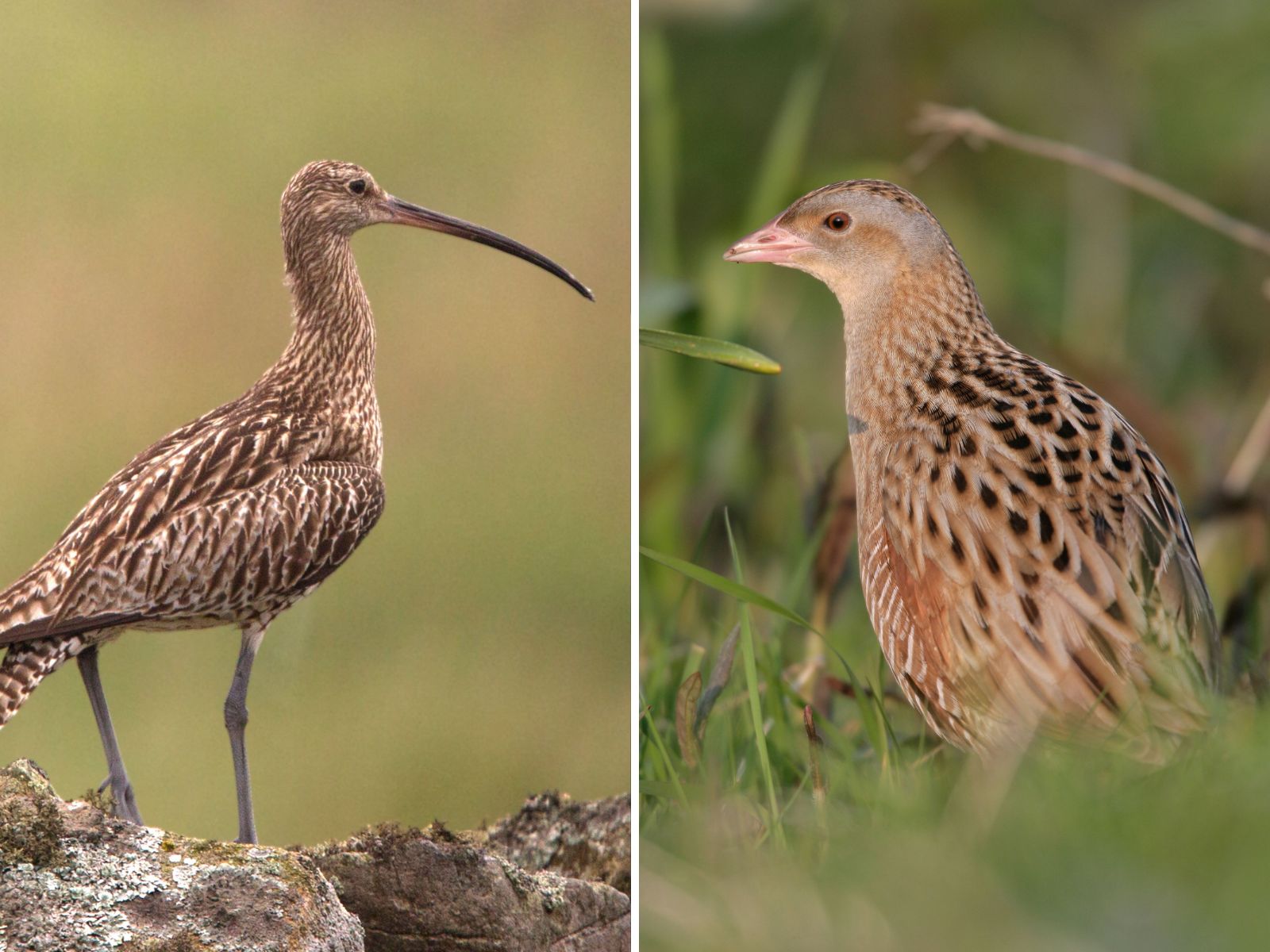 'Half of Ireland's wild creatures have vanished since 1970' - Environmentalist - Vimarsana News