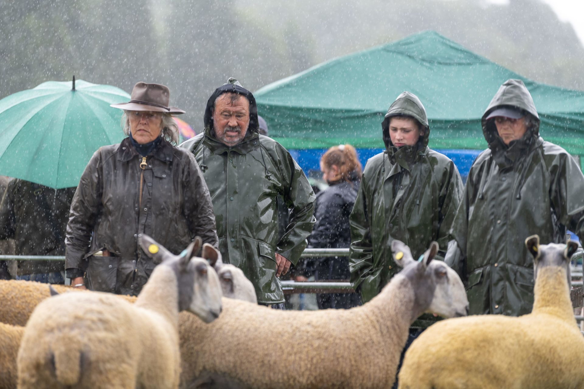 Farmers showing sheep at a very wet Penrith Show, Cumbria, 2023