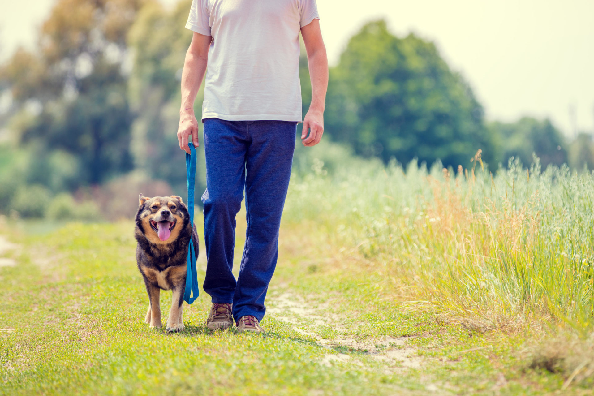 dogs-trust-announces-the-big-paws-ireland-s-first-annual-memory