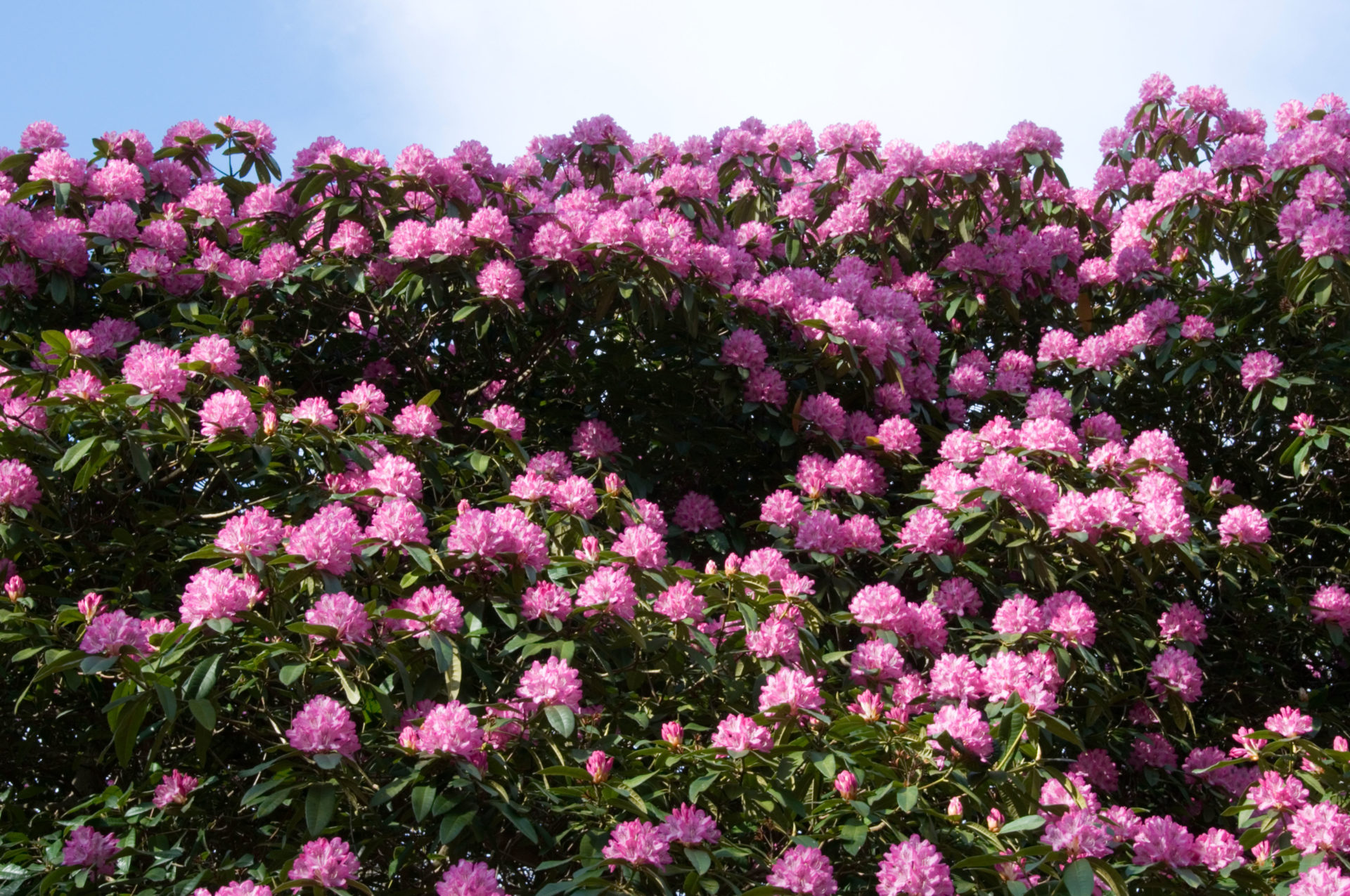 Rhododendron bush in flower 
