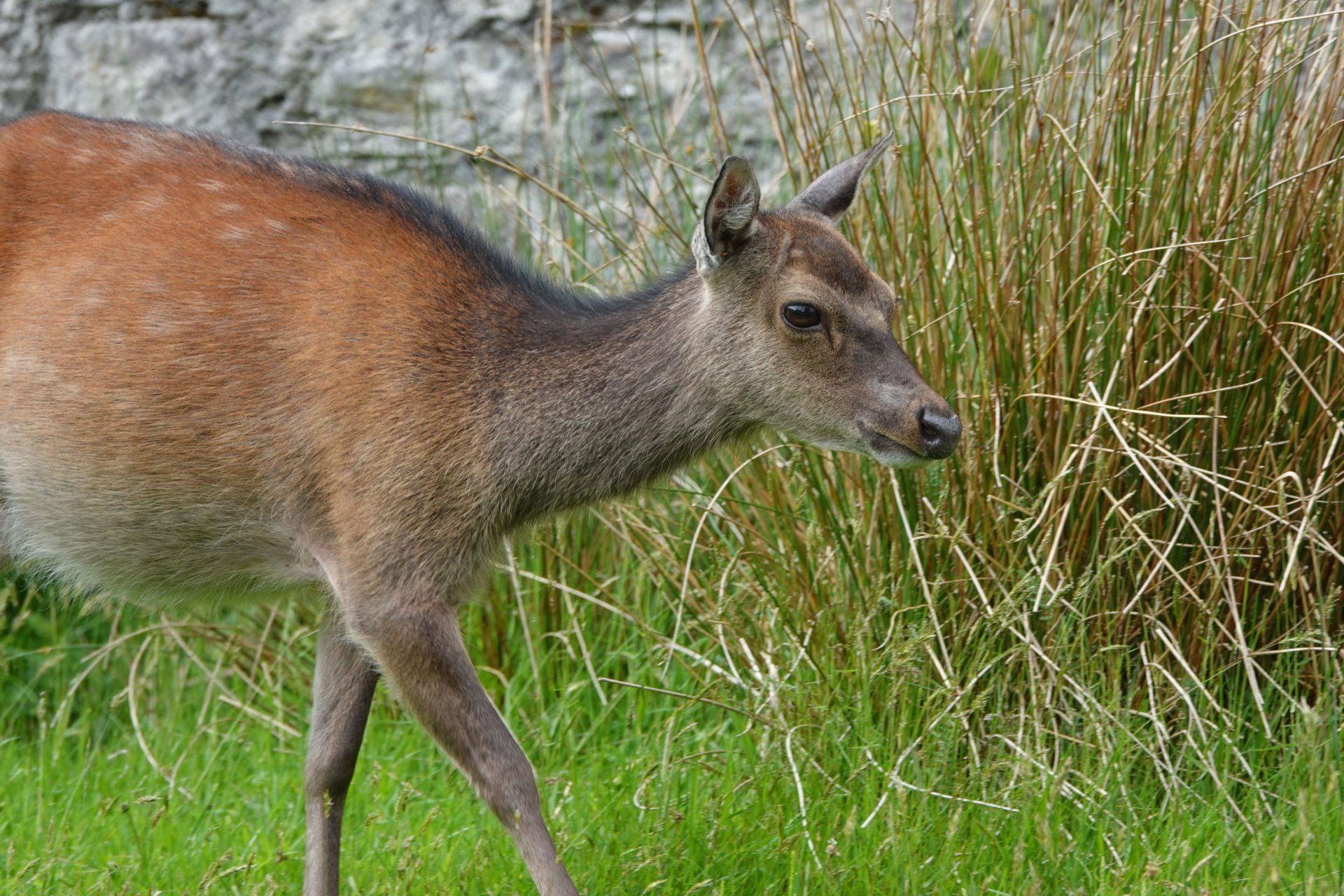 A sika deer, which is now considered an invasive species, due to the damage they cause to crops and trees. 