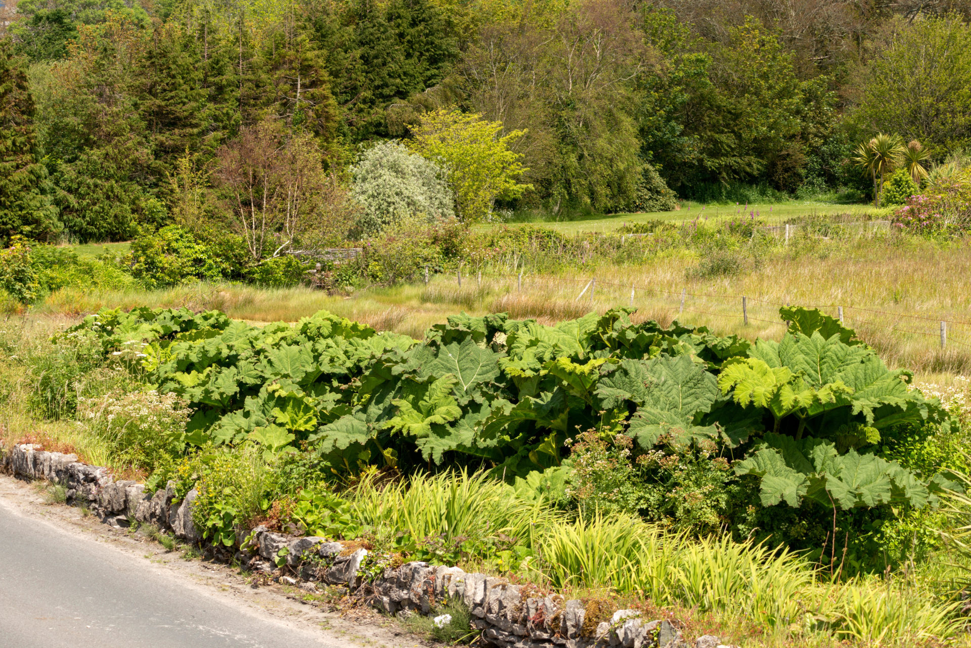 Giant Rhubarb, an alien invasive plant growing by roadside near Kenmare, County Kerry (Ognyan Trifonov / Alamy Stock Photo)