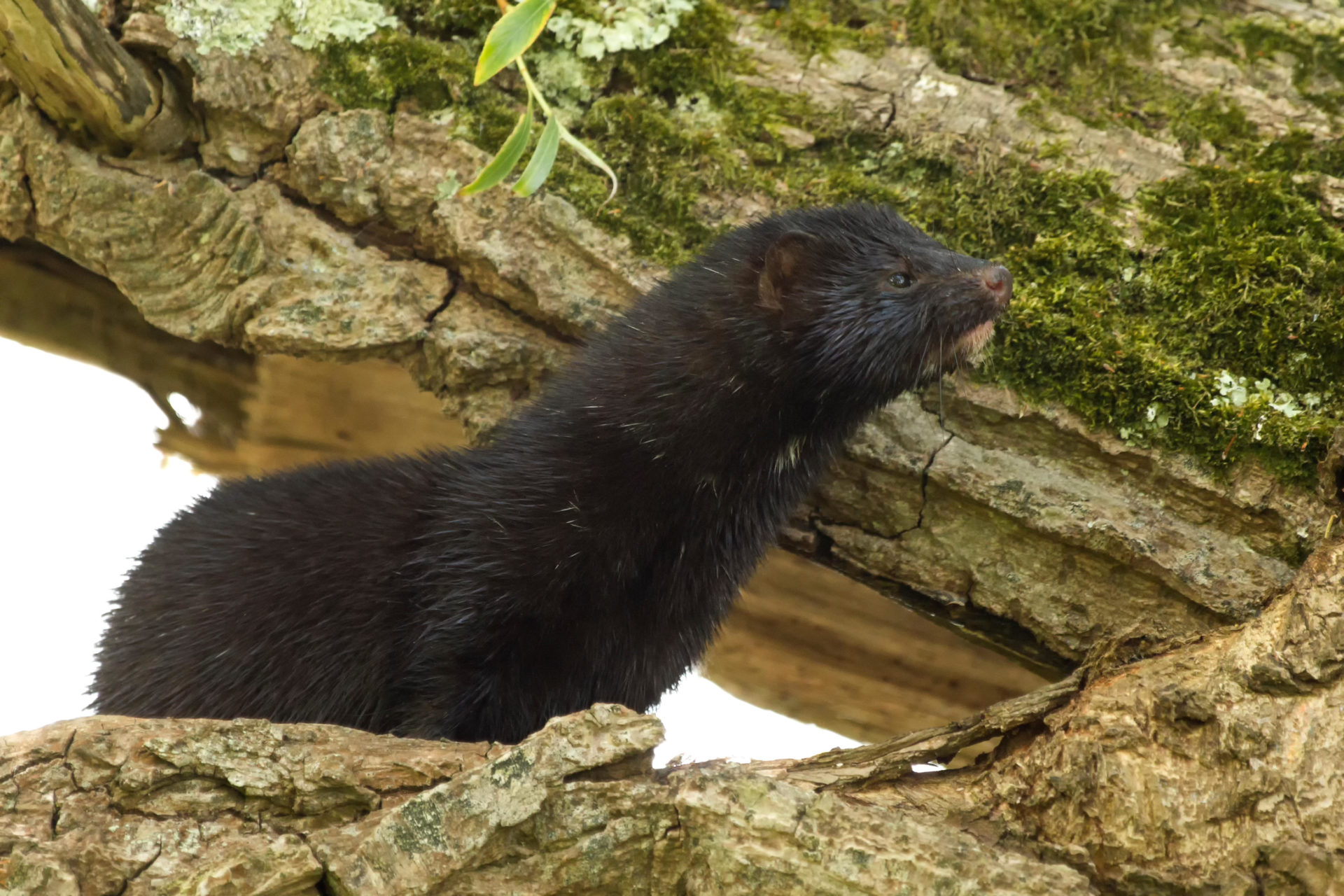 American Mink on the bank of River Suir is an aggressive predator and threat to native wildlife 