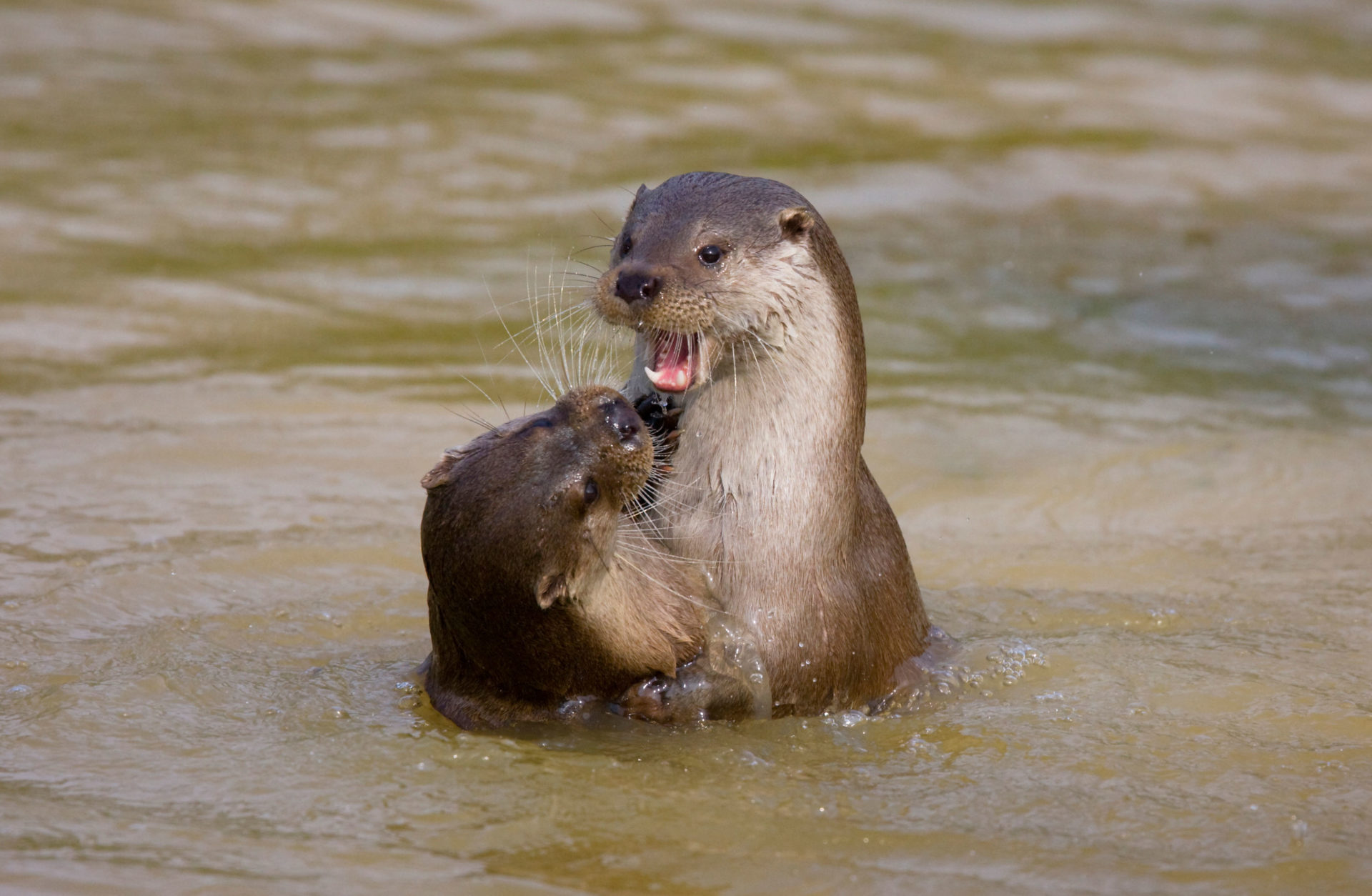 CW9FFC EUROPEAN OTTER (Lutra lutra) two playing in water, Surrey, UK. Captive