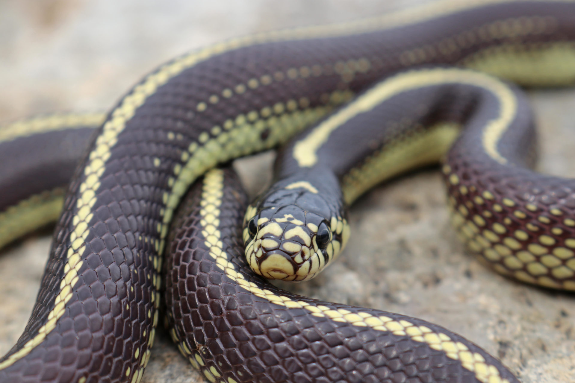 Four foot snake found in Dublin woman's bed | Newstalk