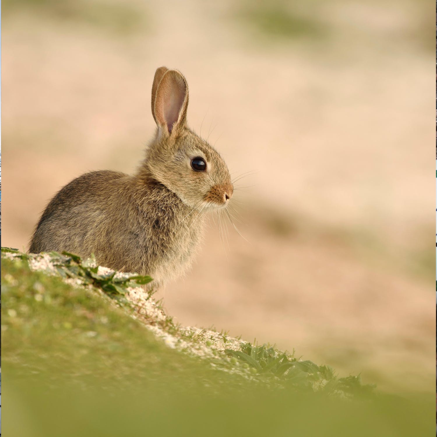 Newstalk Breakfast Highlights