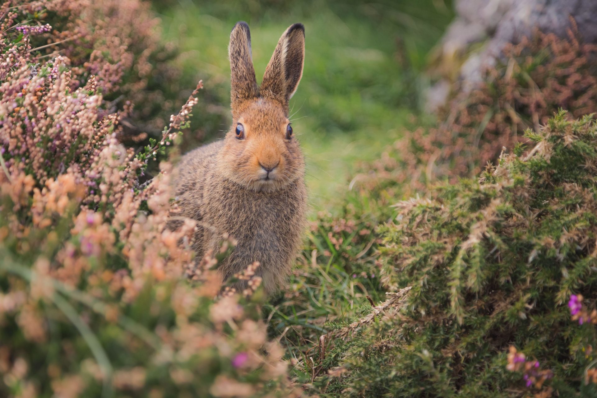 A European Rabbit on the Dingle Peninsula in Ireland