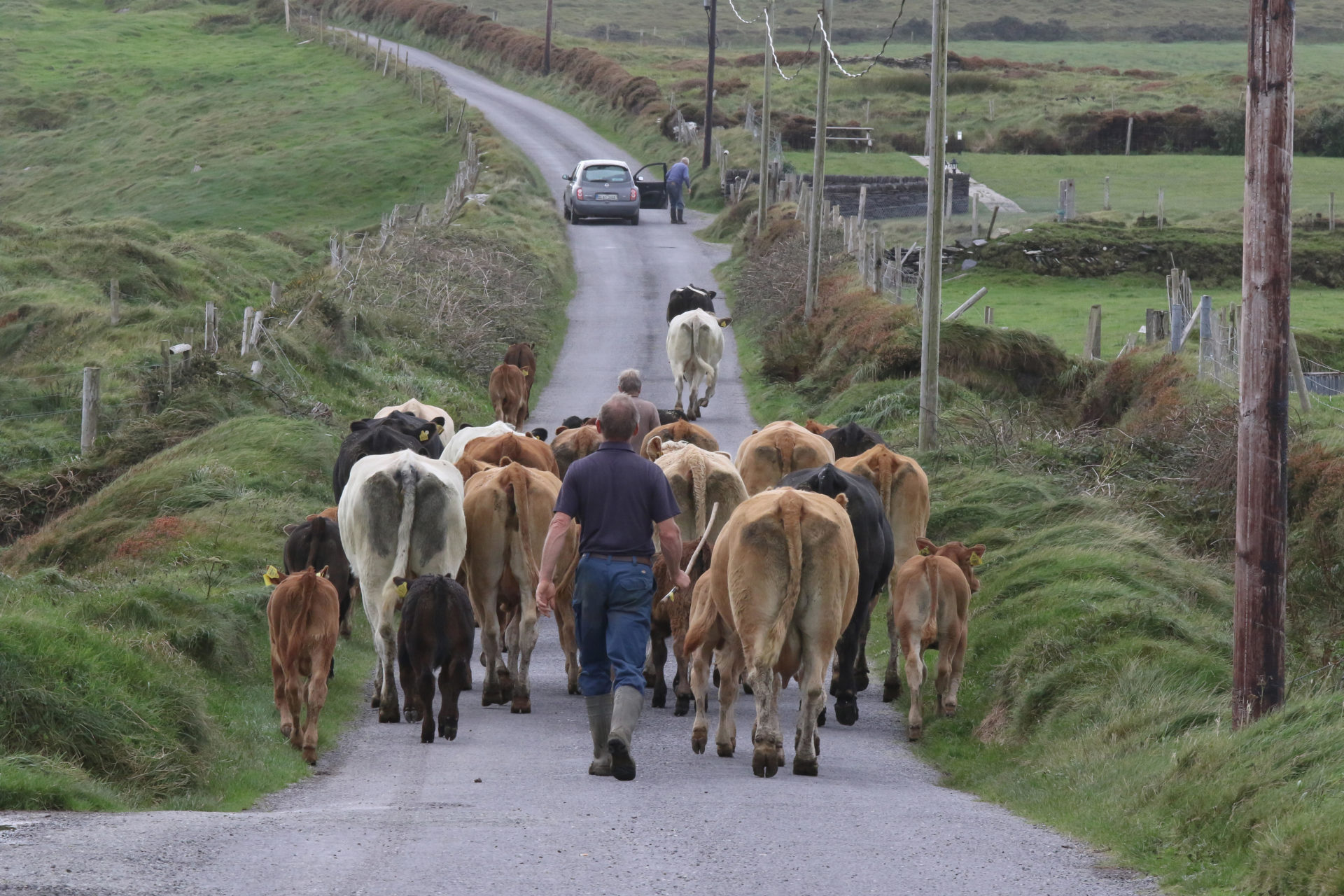 Farmer in Ireland walking behind a herd of cows on a narrow country road on Valentia Island in County Kerry, Ireland.