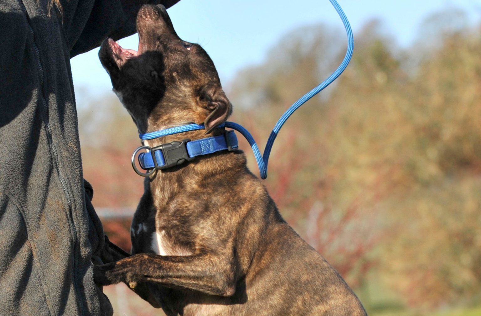 Britain Will Ban American XL Bully Dogs By End Of Year After Recent Attacks