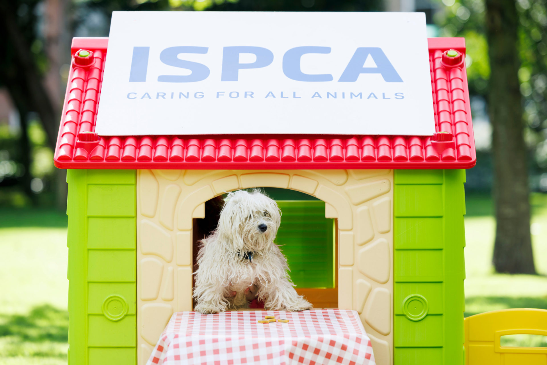 A dog at the ISPCA launch.