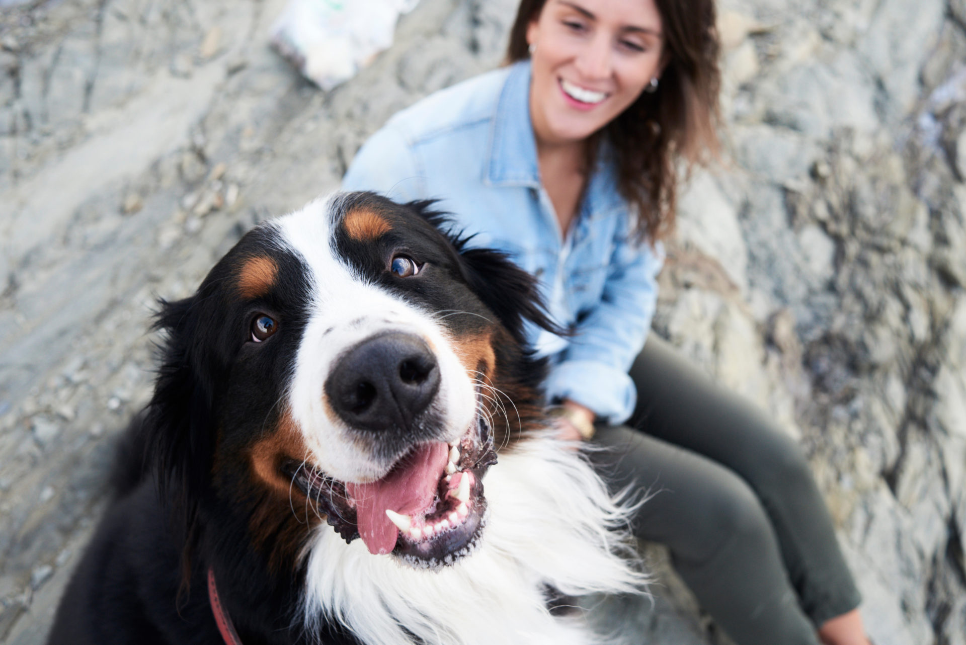 M0RDGB Happy bernese mountain dog looking at camera. His owner smiles next to him.