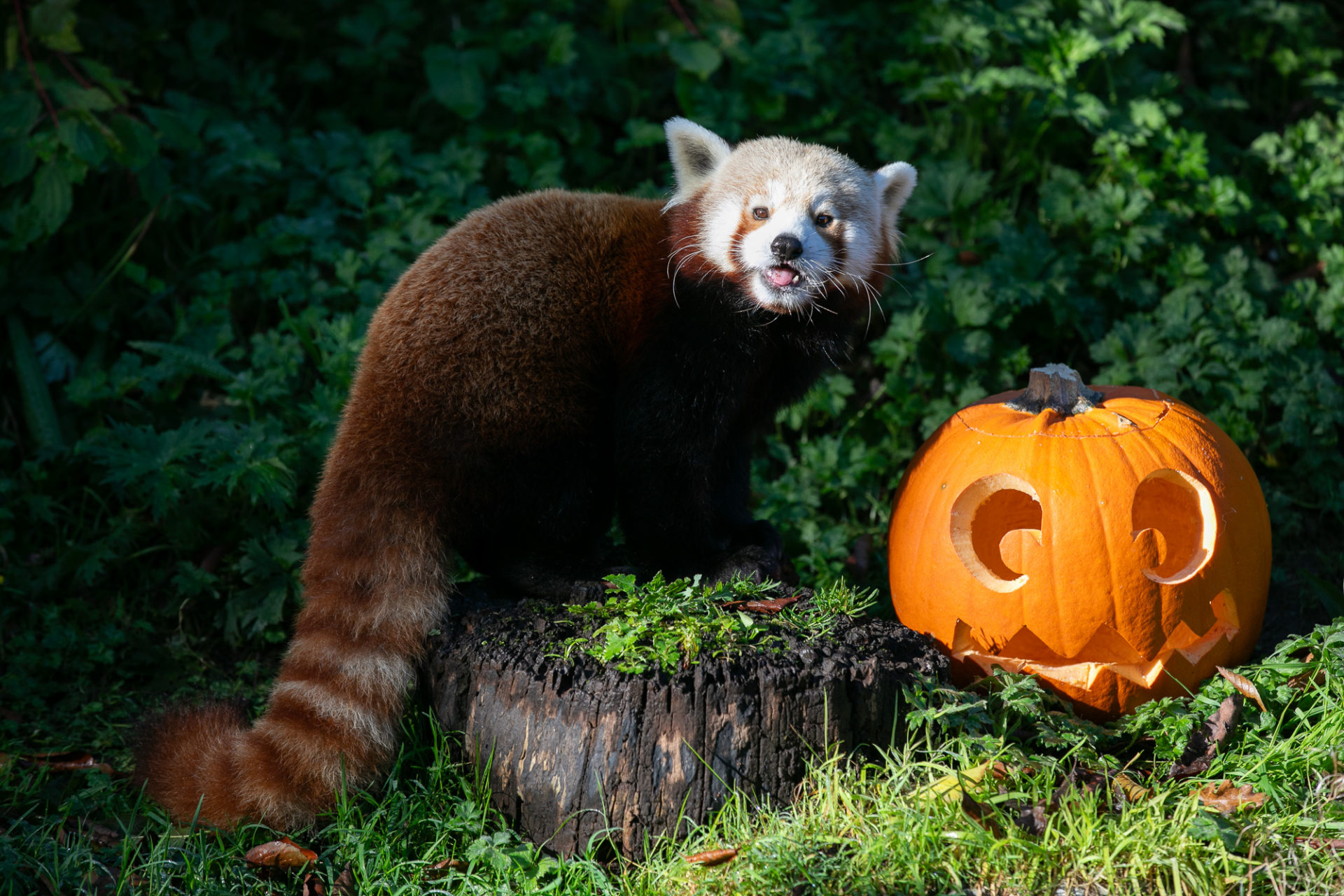 Pictured is Jinpa the Red Panda getting into the spirit of Halloween at Dublin Zoo