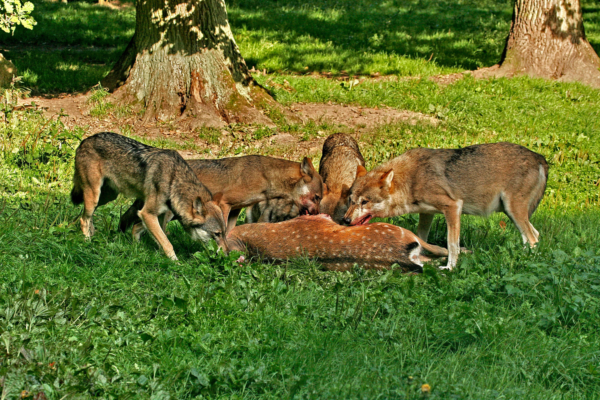 EBTA37 European gray wolf (Canis lupus lupus), four wolves feeding on a fallow deer, Germany