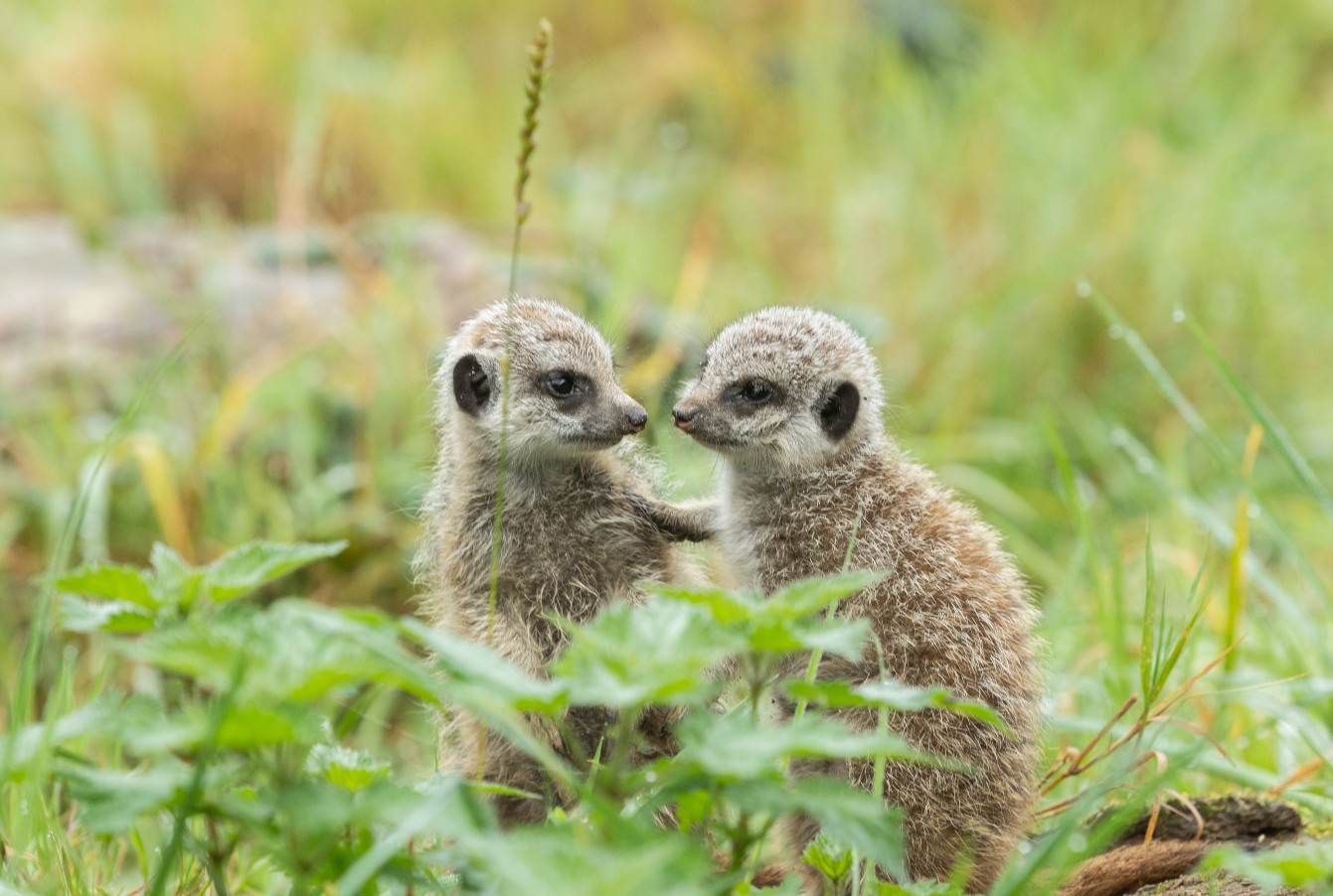 Fota’s newest Meerkat babies.