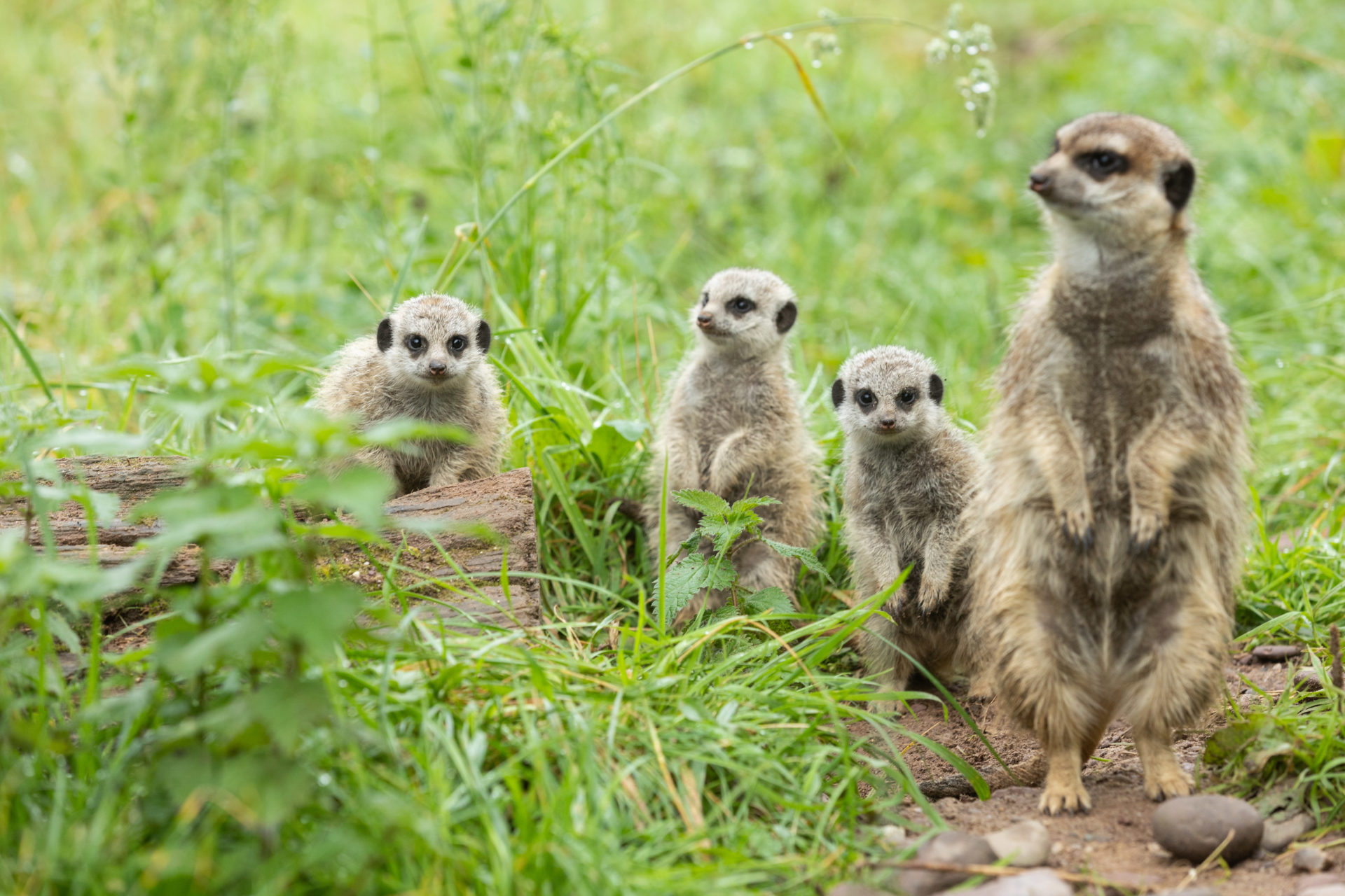 Fota’s newest Meerkat babies and mother. 