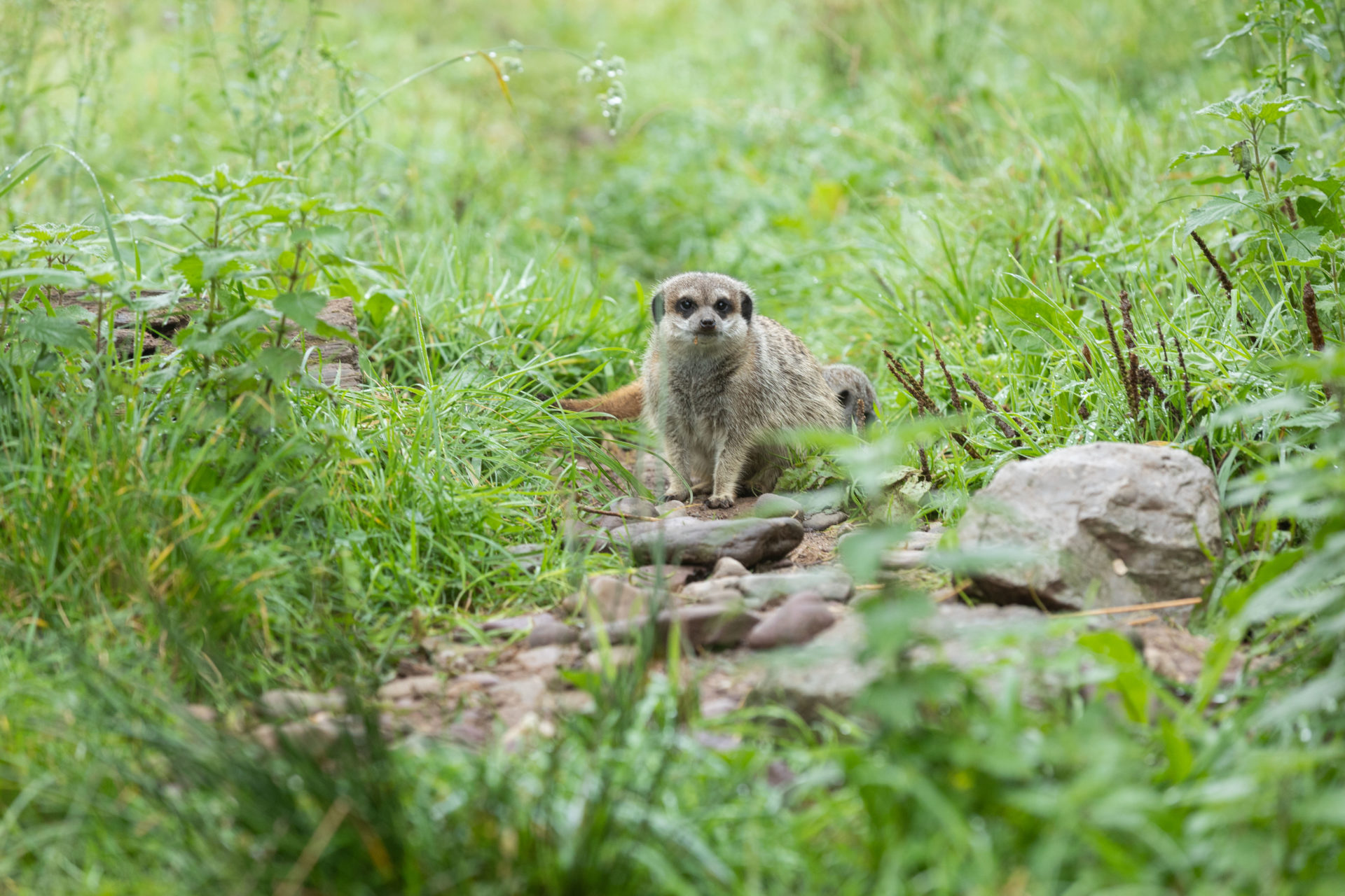 Fota’s newest Meerkat babies. Image:  Darragh Kane