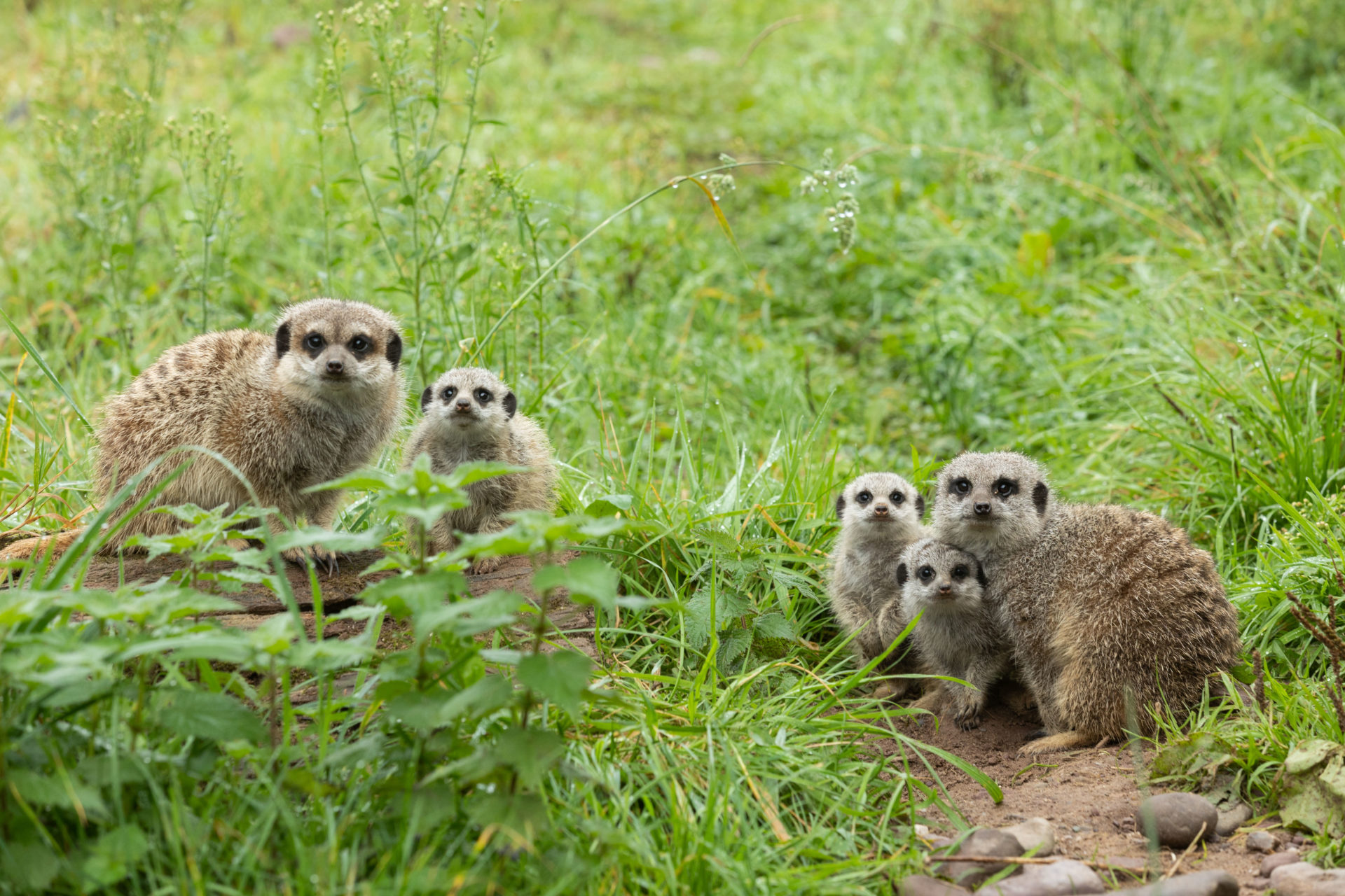 Fota’s newest Meerkat family. 