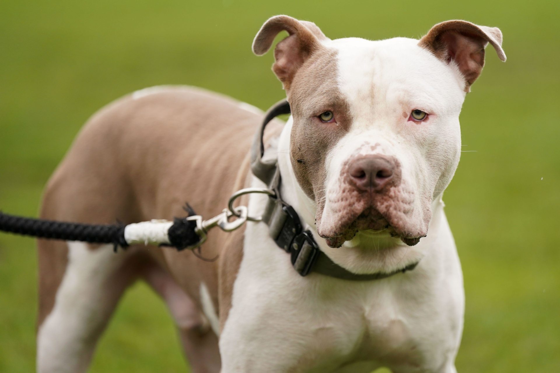 Riz the XL Bully during a protest against the UK Government's decision to ban the breed