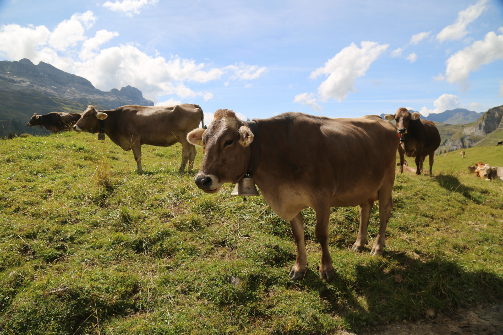 2A126BM Swiss Cows, Engleberg, Switzerland