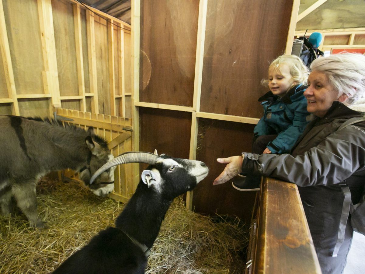Live animal crib to return to Mansion House Newstalk
