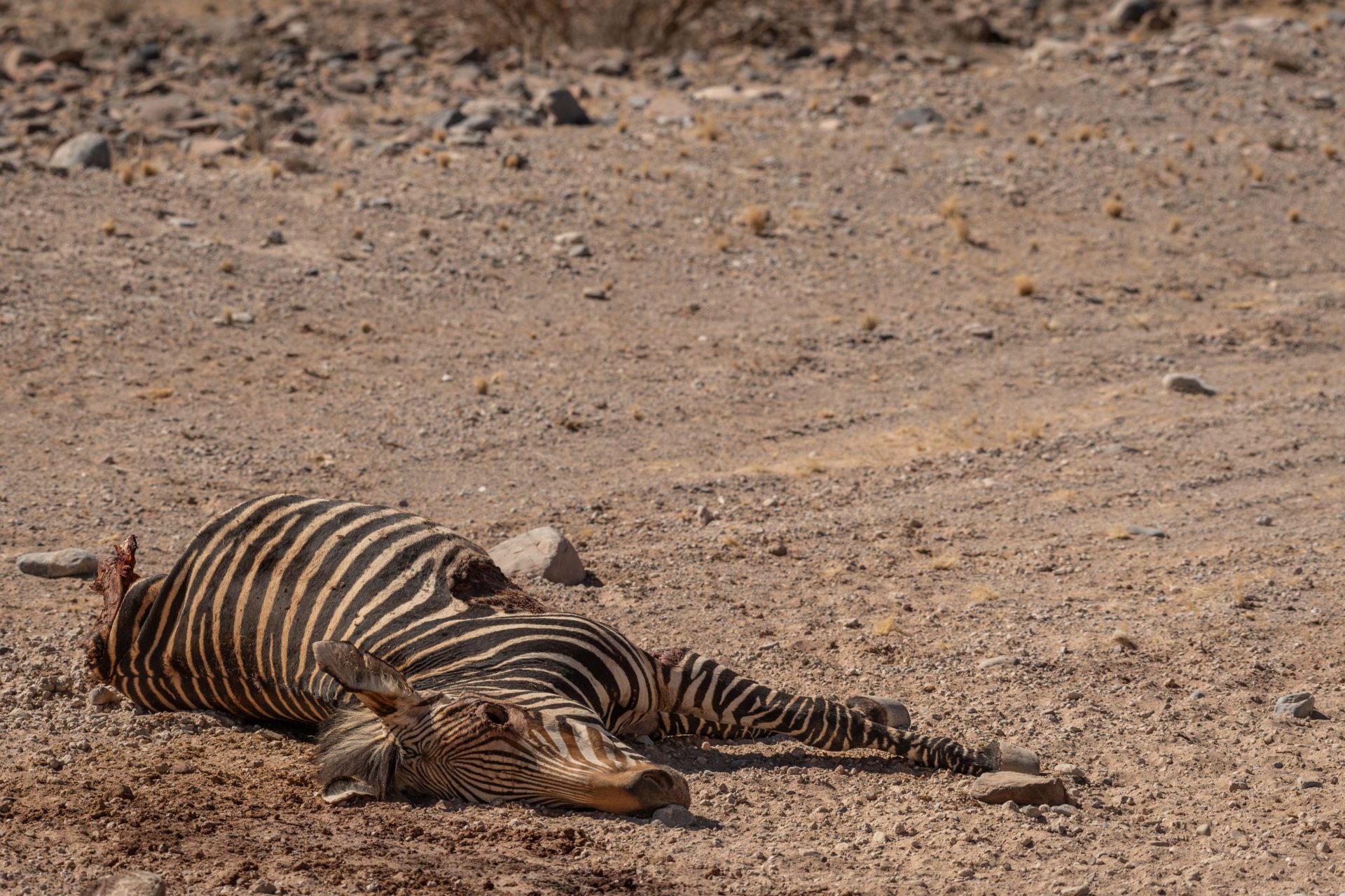 2T4YAMR Burchell?s zebra, Equus quagga burchellii, Equidae, dead for drought in the Namib Desert, Namibia, Africa