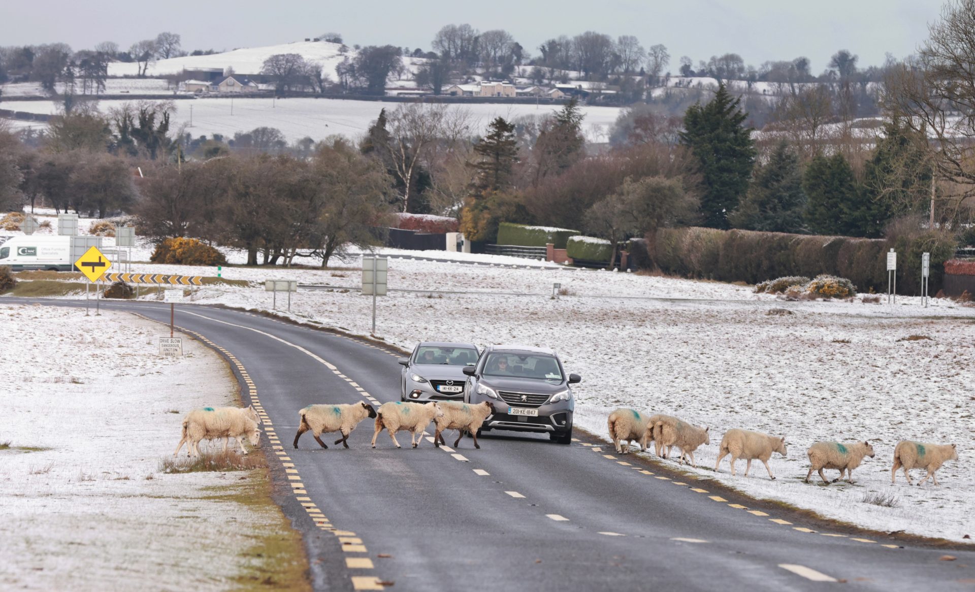 A flock of sheep let drivers know who has the right of way on the snow covered Curragh Plains in Co Kildare,10/3/2023.