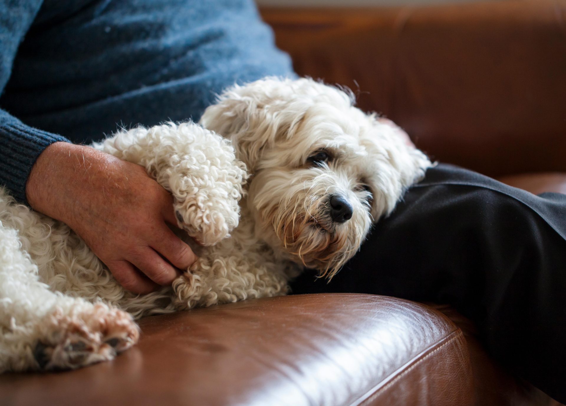 A Shichon dog with an elderly owner on a couch, 18-05-18.