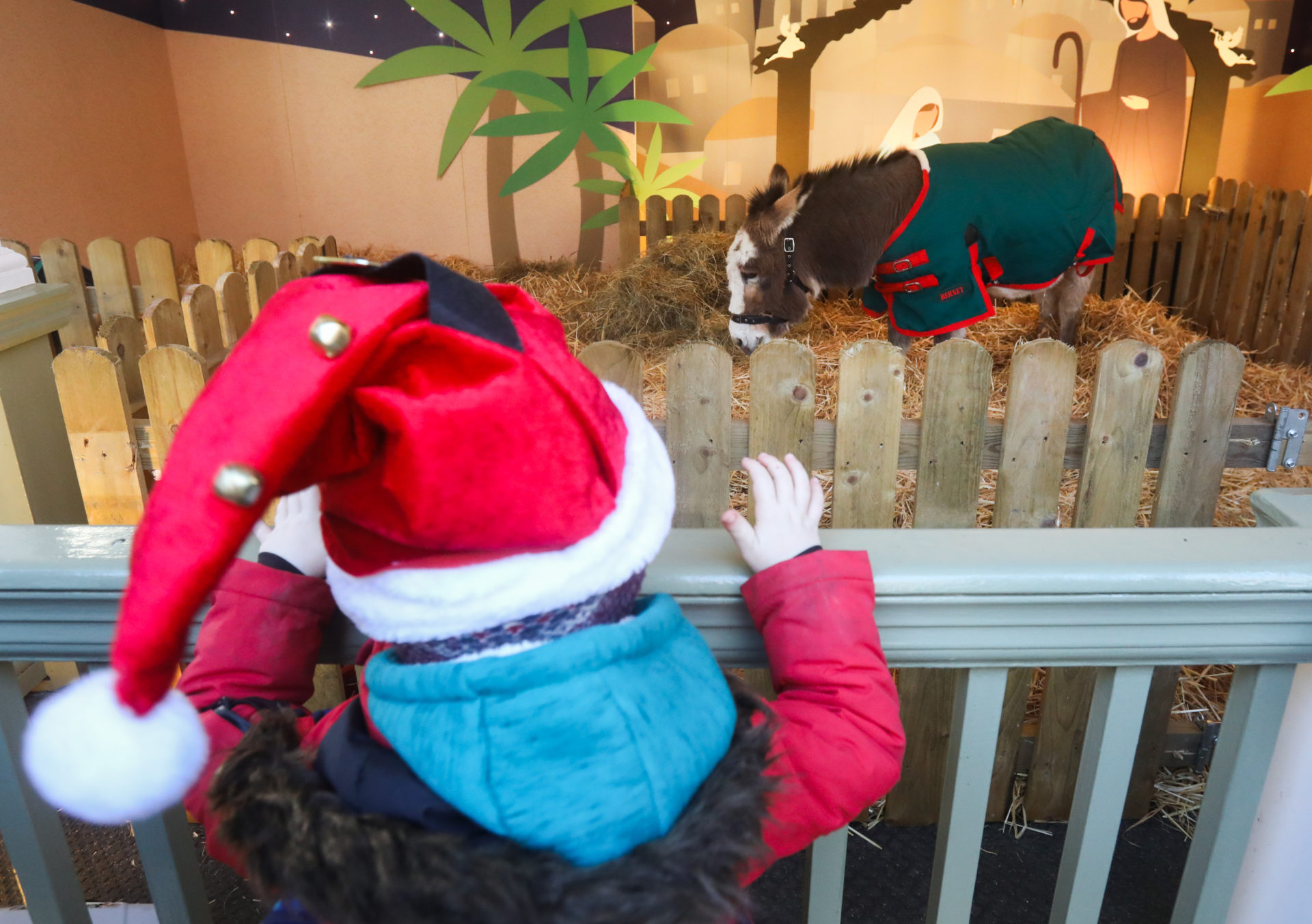 A donkey at the Live Animal Crib.